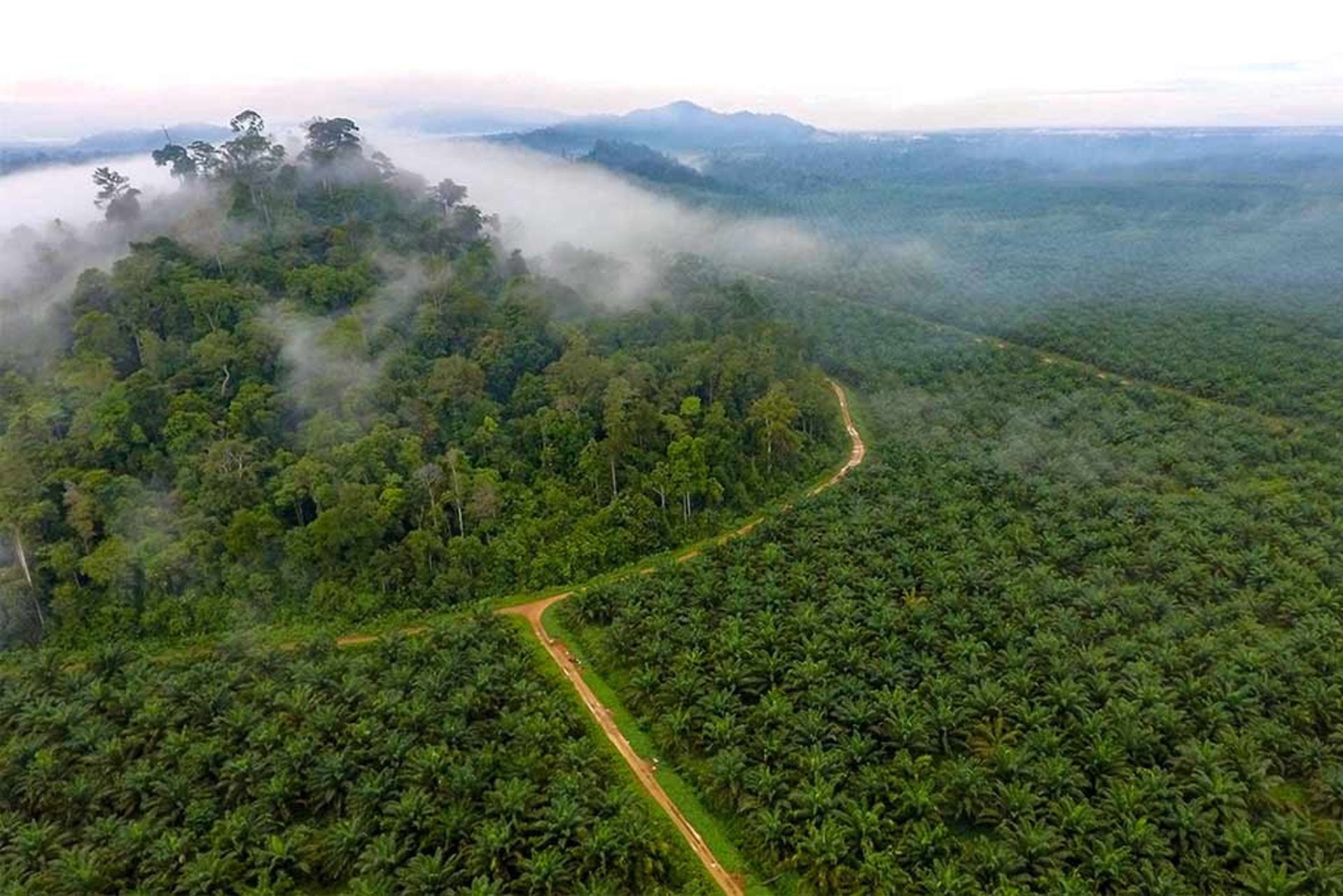 بیشه‌ای تنها در میان نخلستان