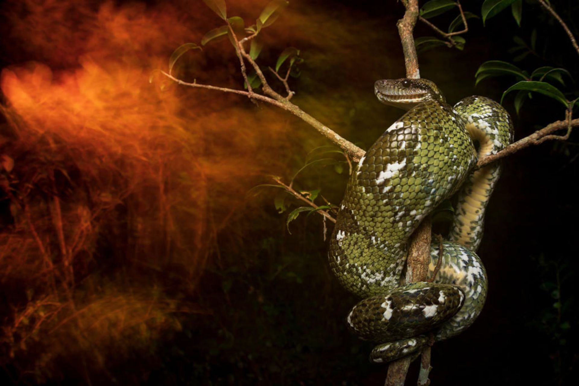 برندگان مسابقه عکاسی انجمن بوم‌شناسی ۲۰۱۹