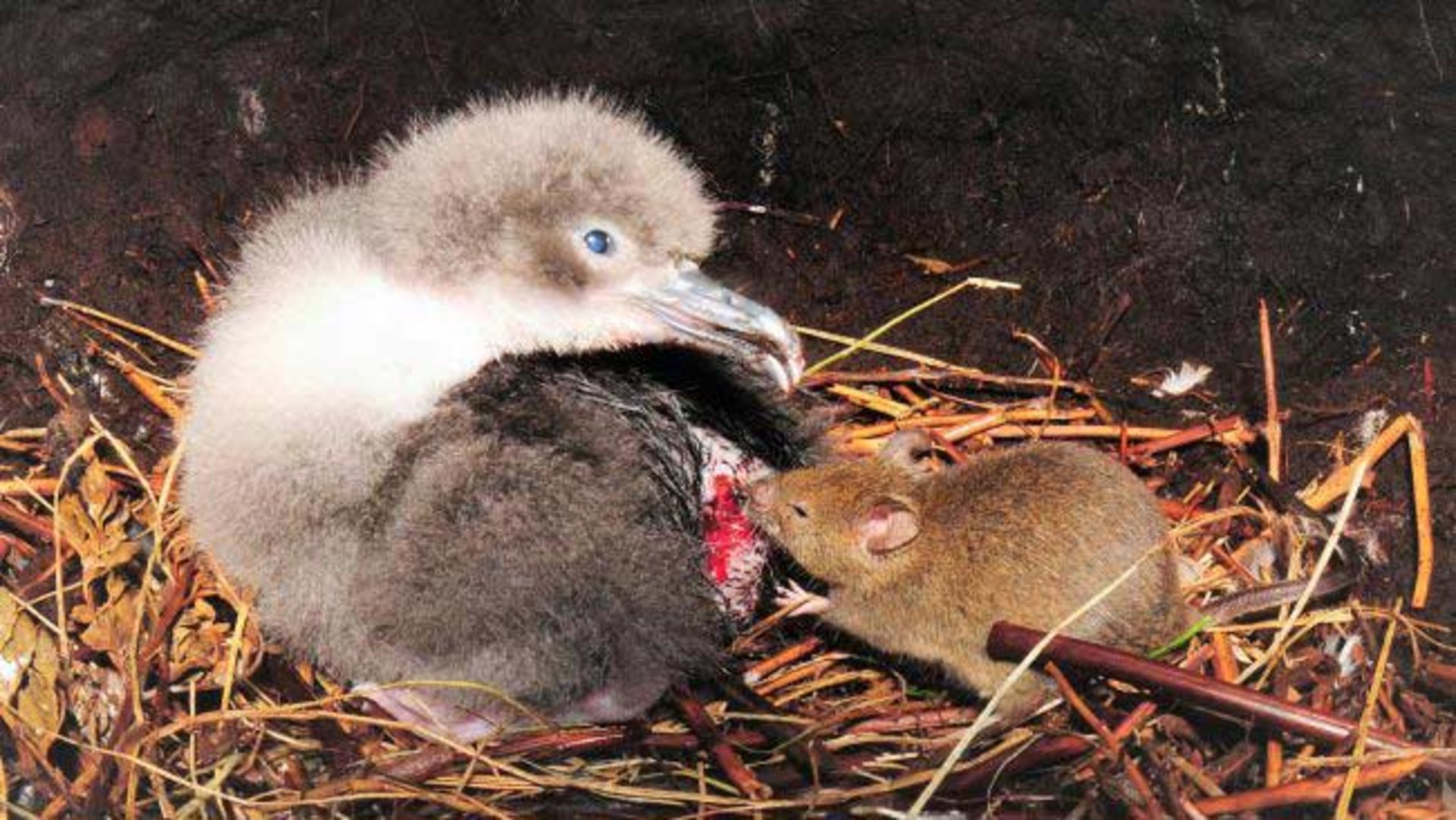 حمله موش‌ها به پرندگان در جزیره گوف