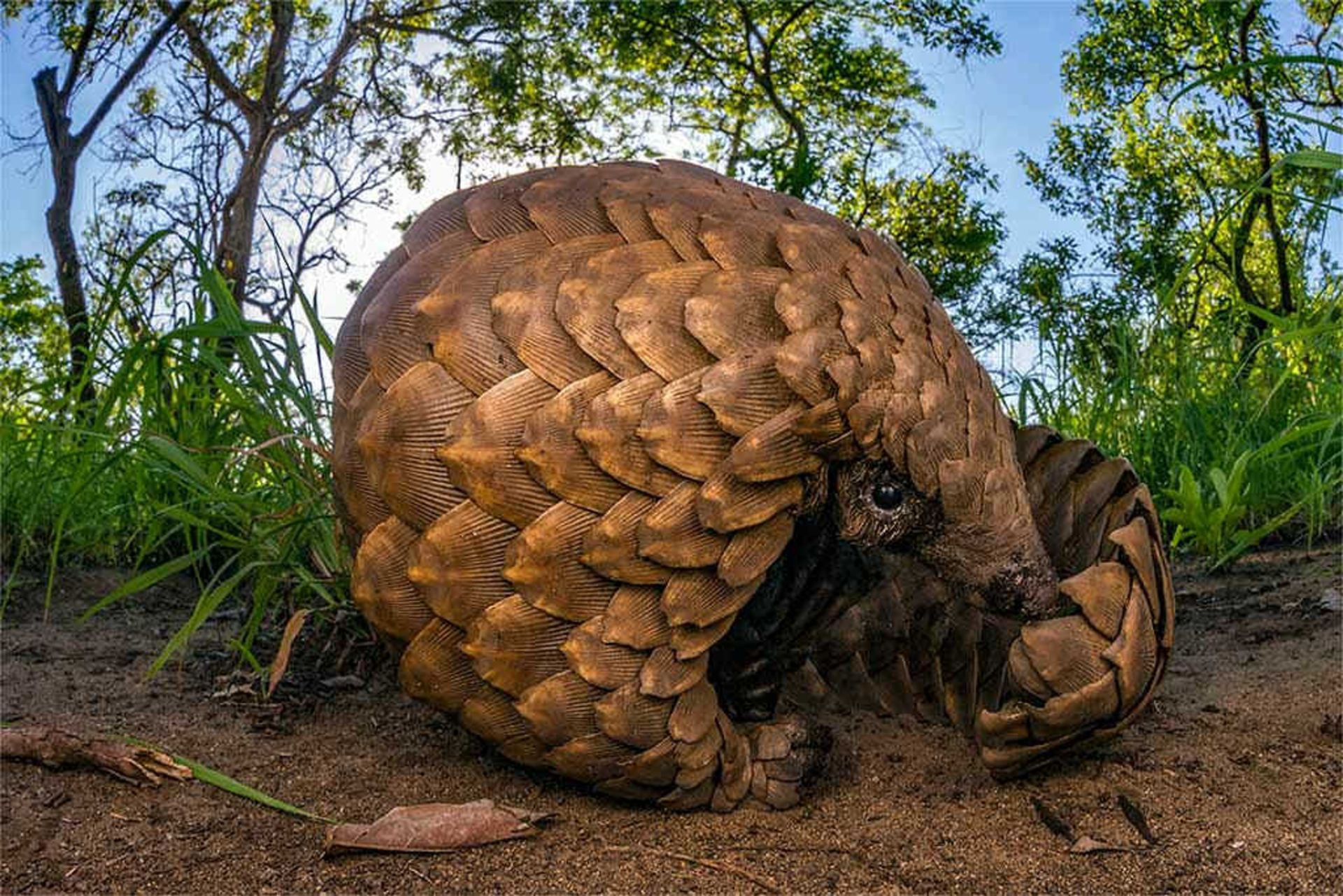 محافظت از مورچه‌خوار پانگولین