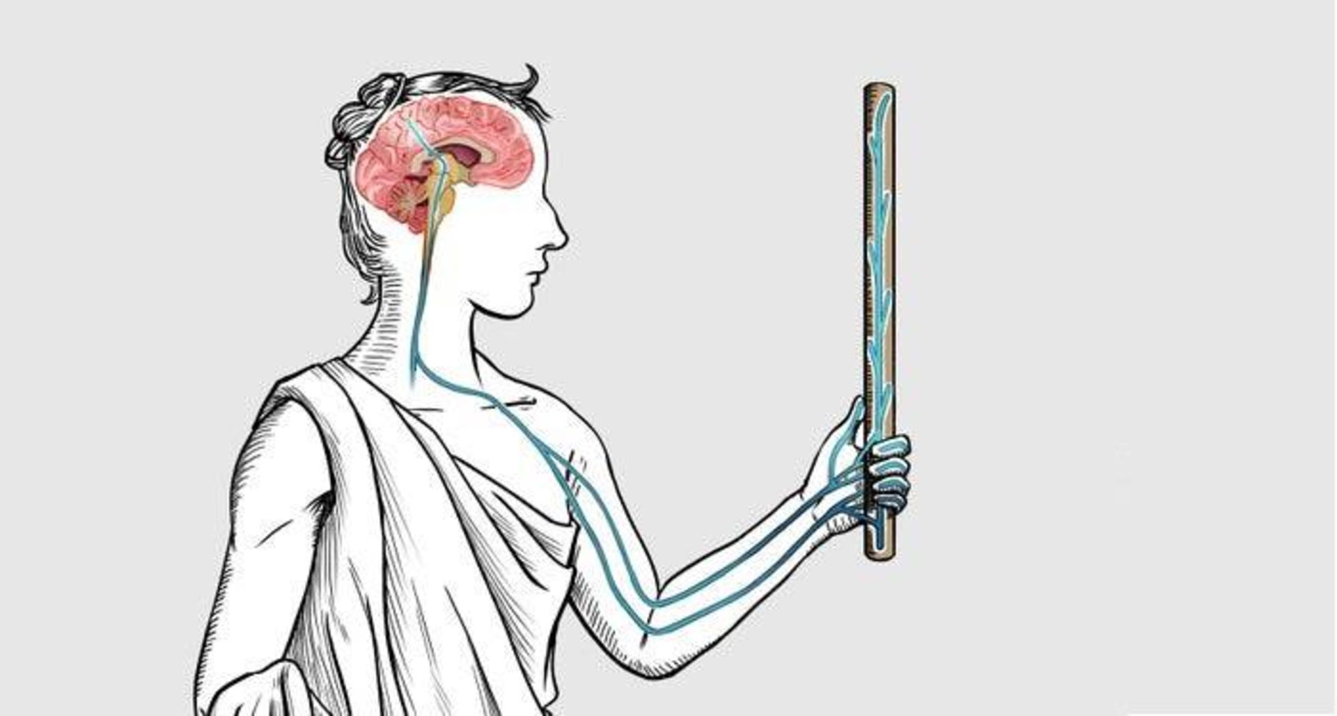 سیستم حسی تنی