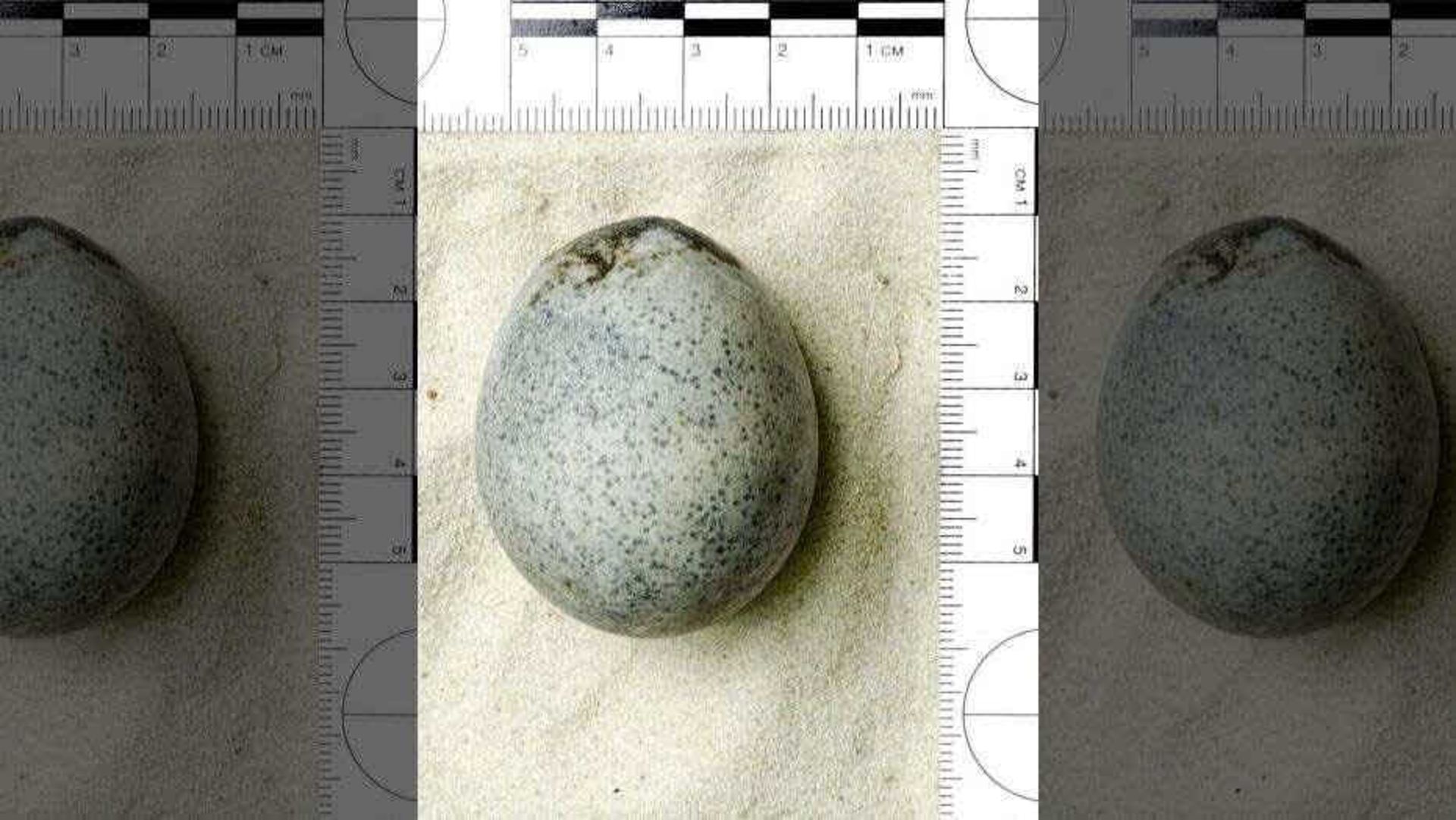 کشف تخم‌مرغ‌های۱۷۰۰ ساله در انگلستان