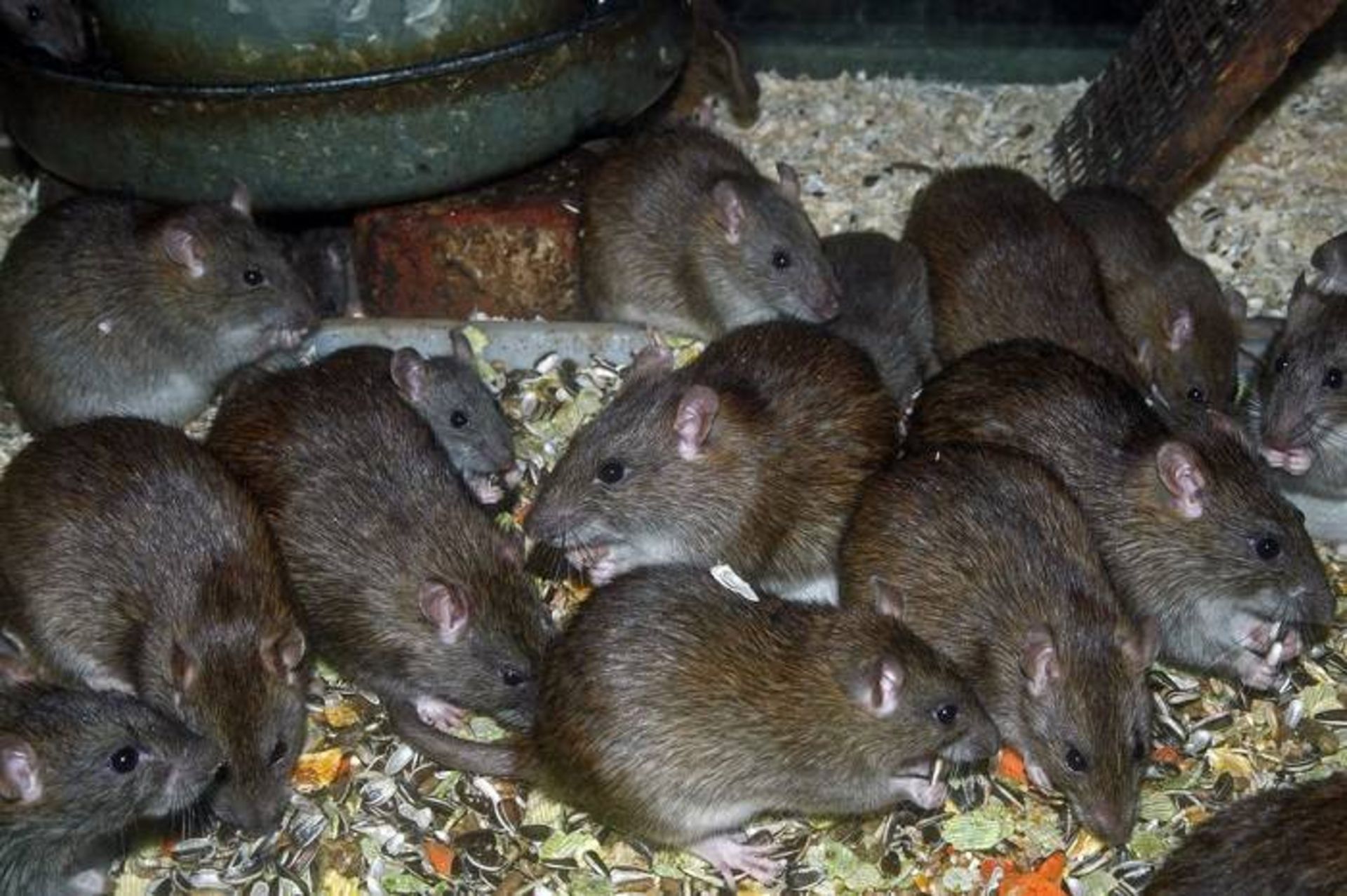 موش‌های راتوس نروژیکوس