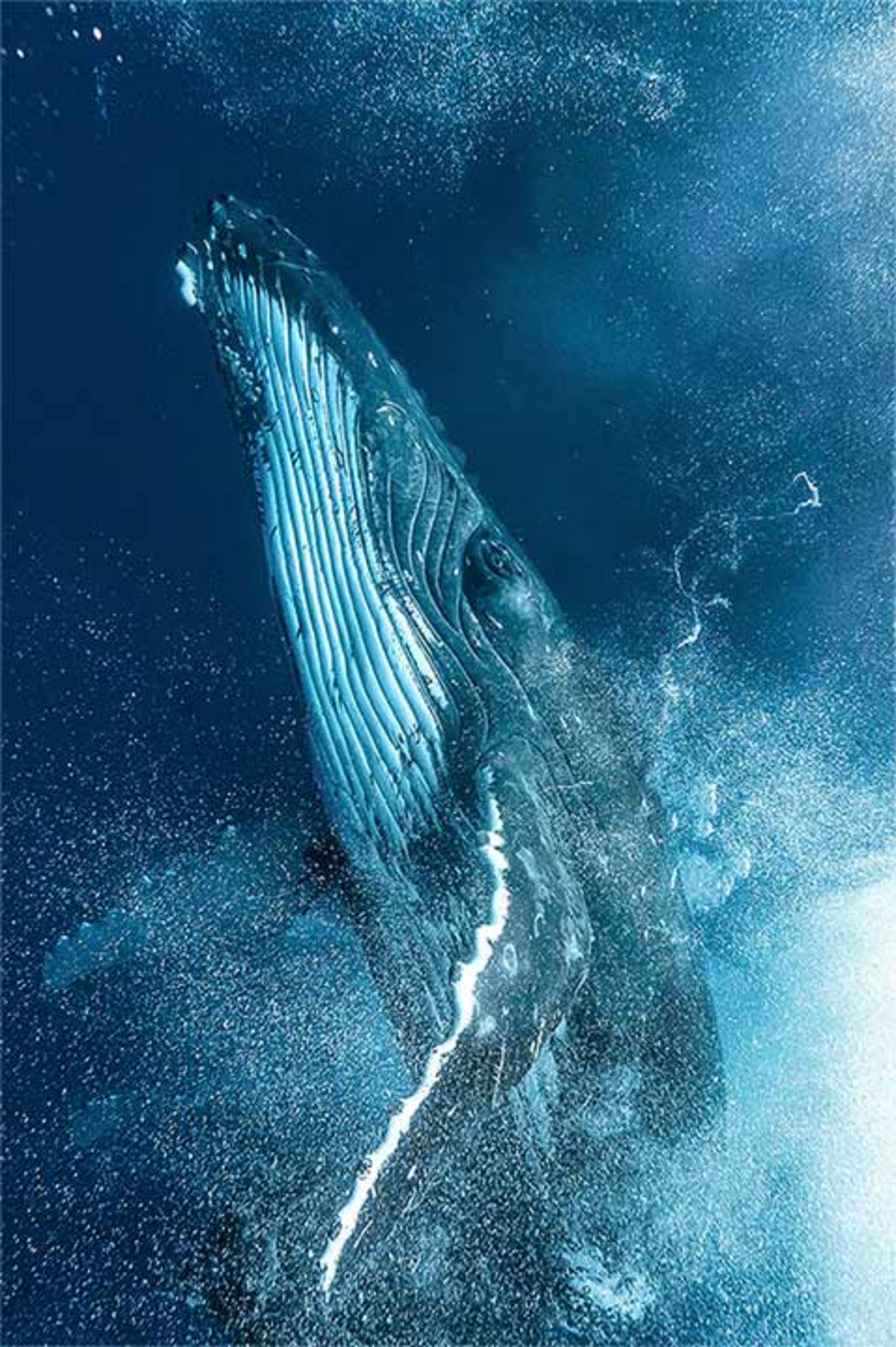 هیولای دریایی