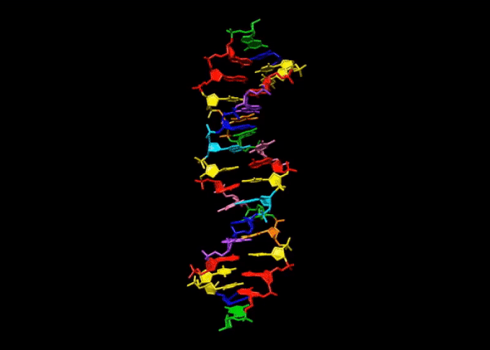 DNA هشت حرفی
