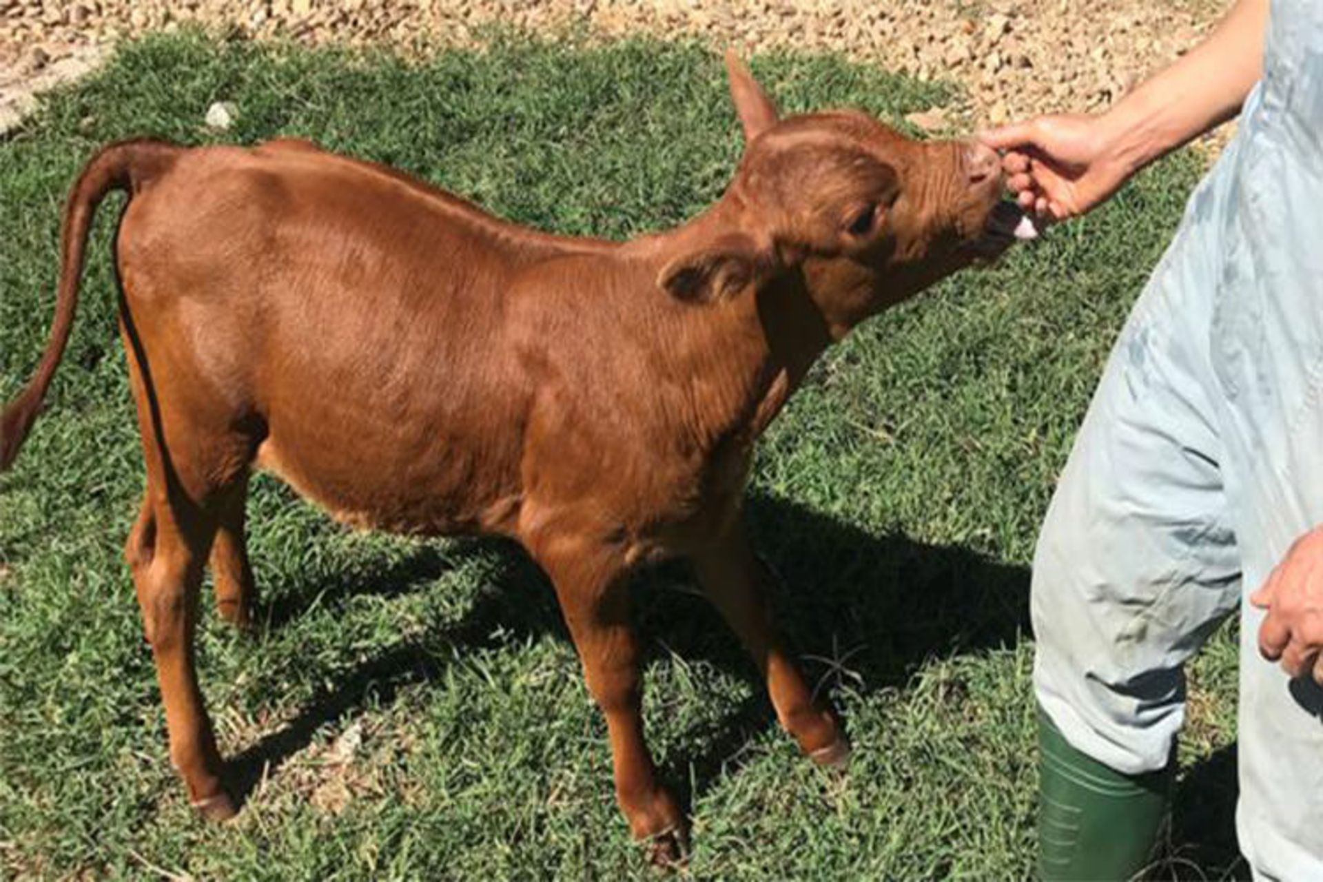 حیوان اصلاح ژنتیکی شده /gene-edited animal