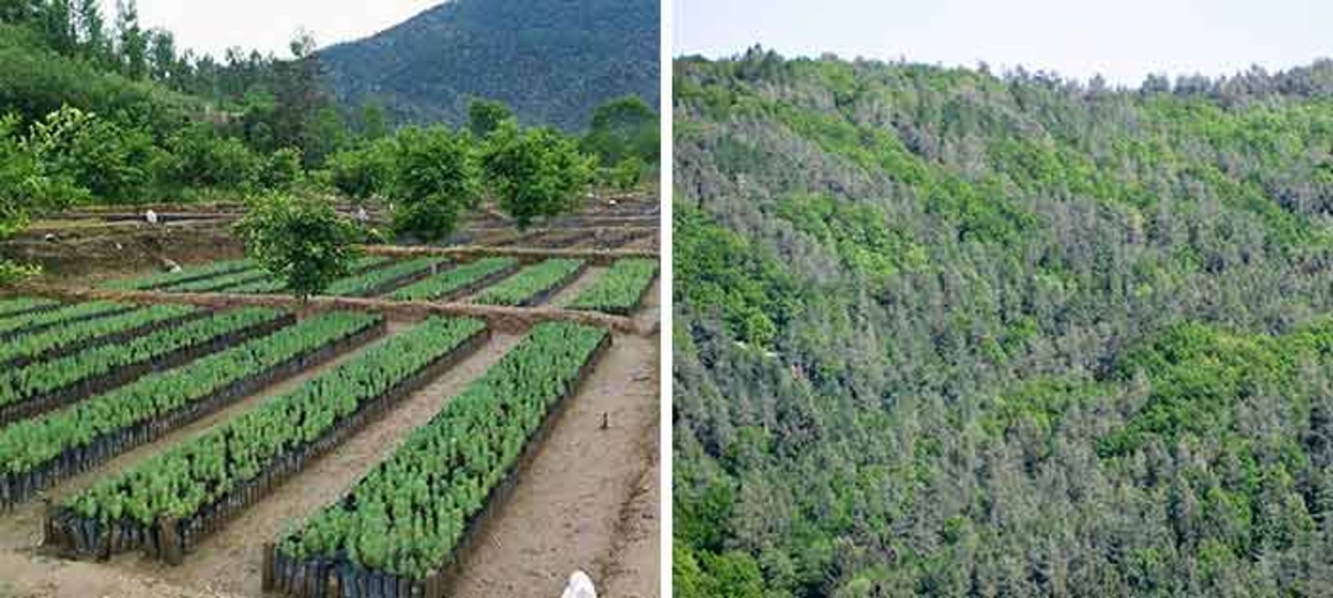 مرجع متخصصين ايران ۸. پاكستان ۱ ميليارد درخت مي‌كارد و مي‌خواهد در عرض پنج ساله آينده ۱۰ ميليارد درخت بكارد