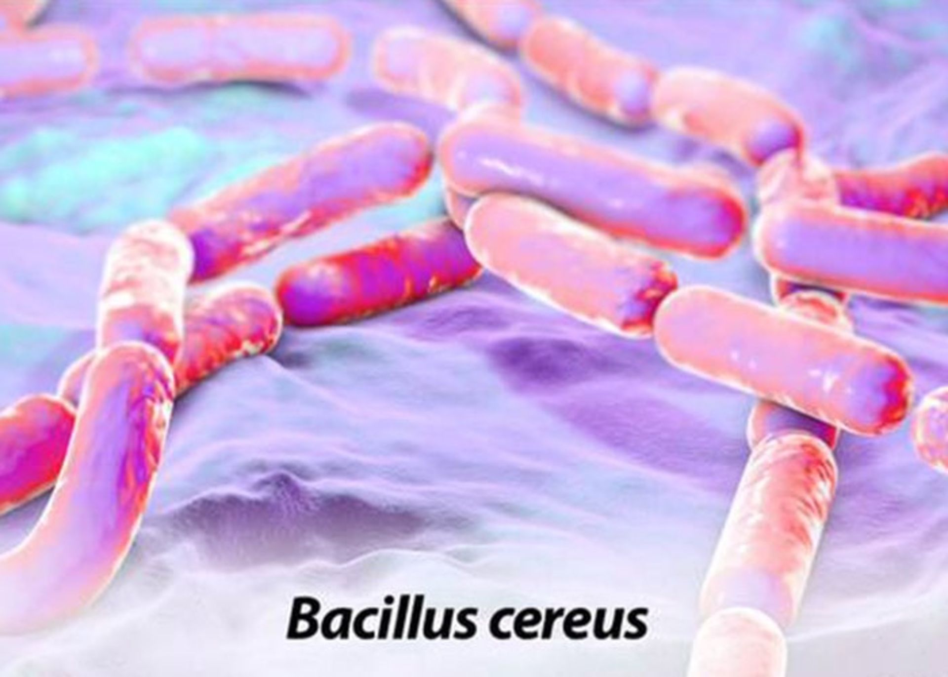 باسیلوس سرئوس