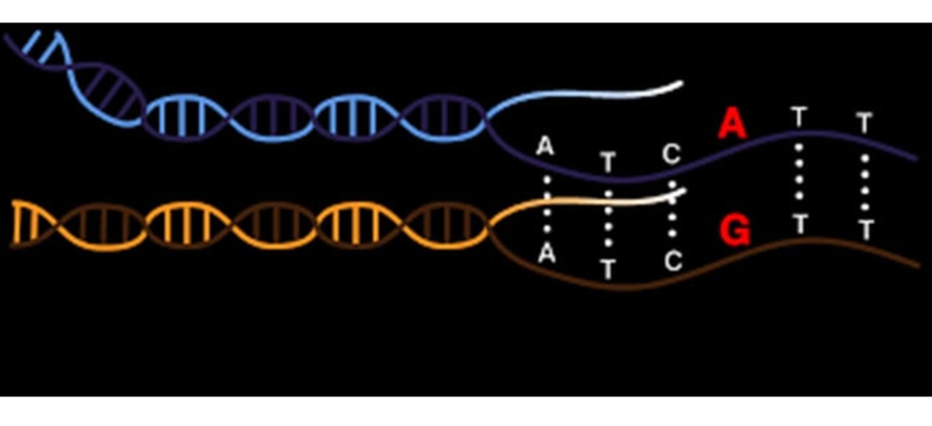 DNA