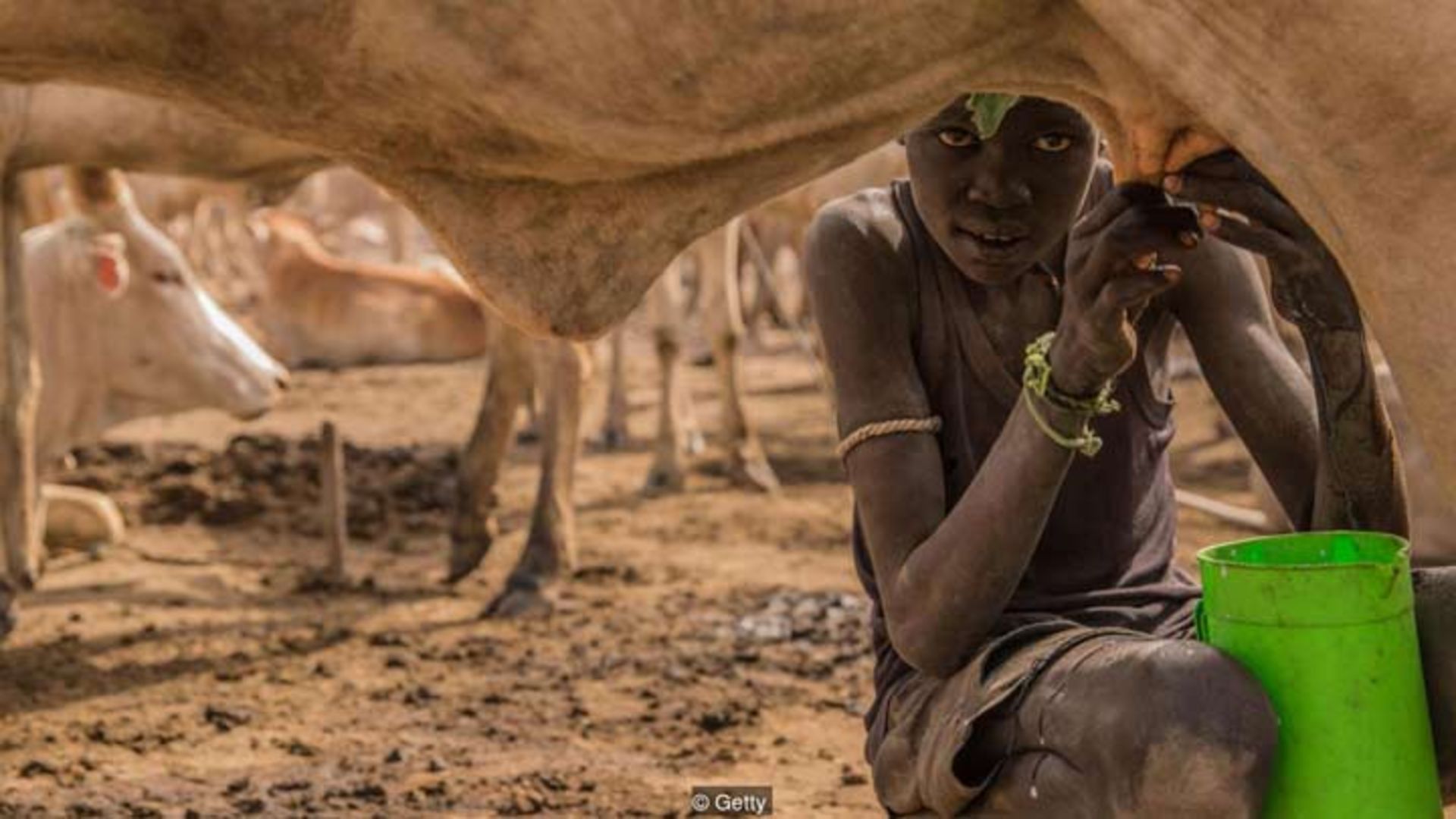 یک پسر سودانی شیر گاو را در یک اردوگاه می‌دوشد