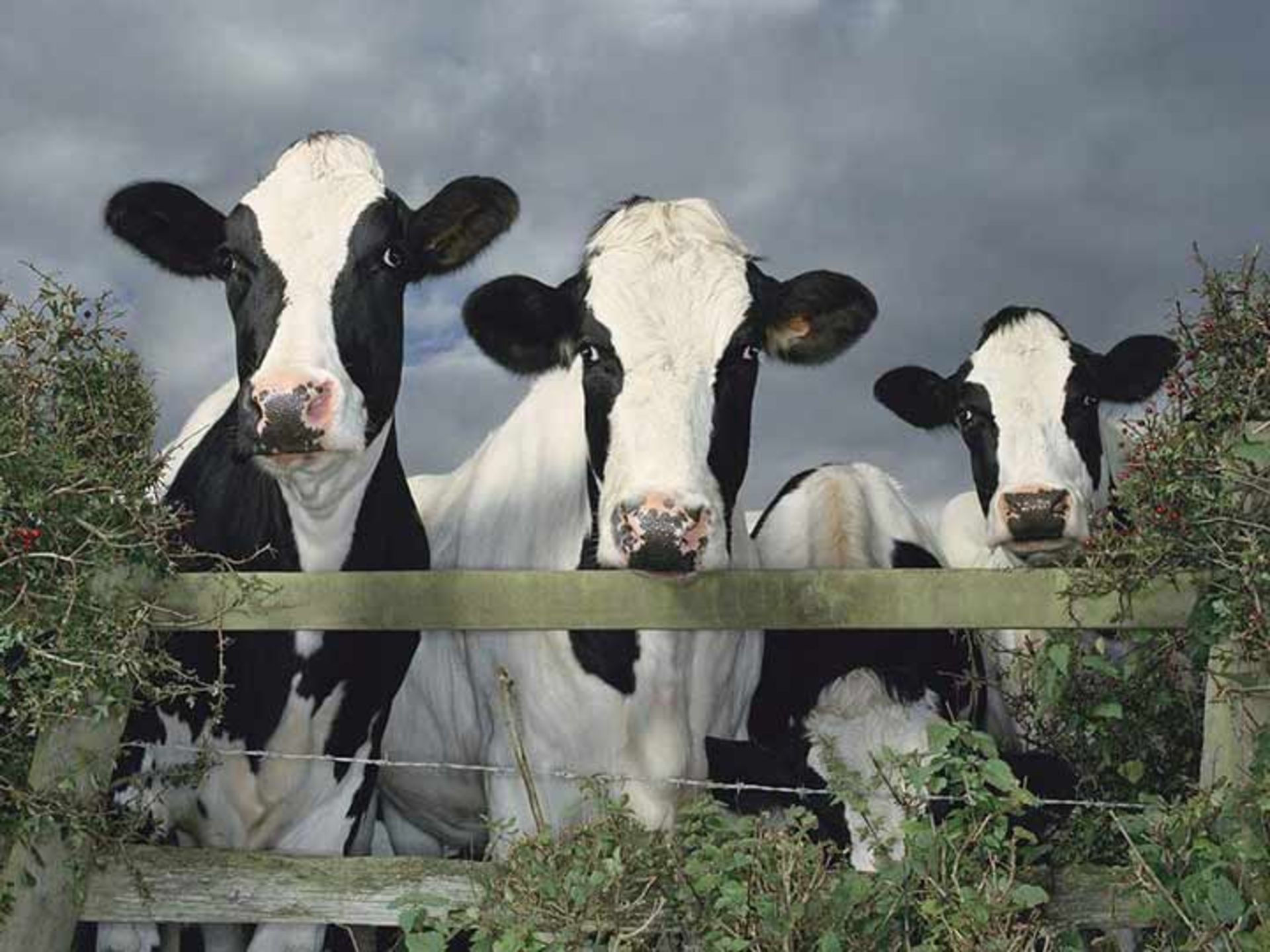 گاوهای شیری در شمال غربی فرانسه، 