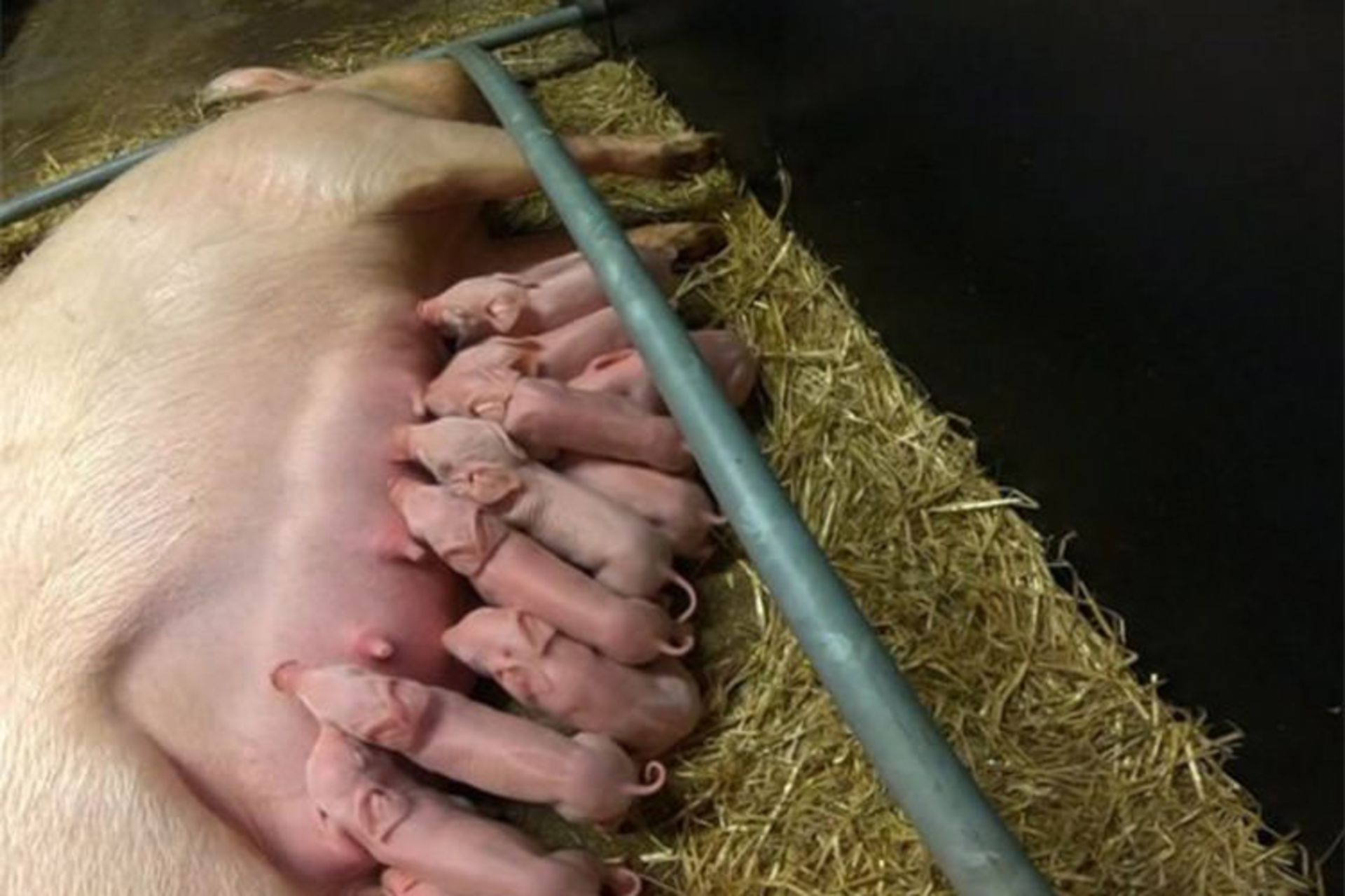 حیوان اصلاح ژنتیکی شده /gene-edited animal