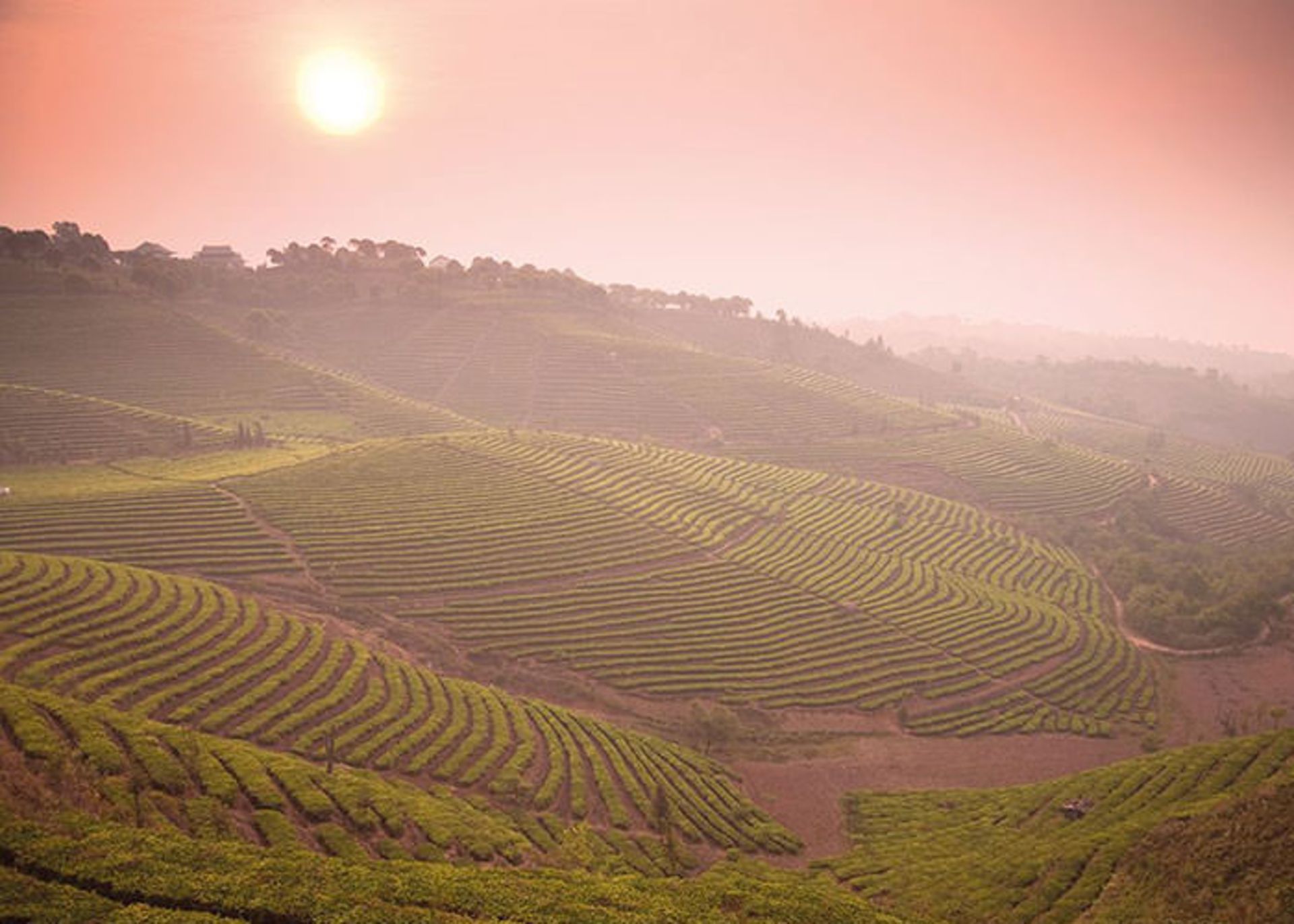 تأثیر تغییرات اقلیمی بر چای 