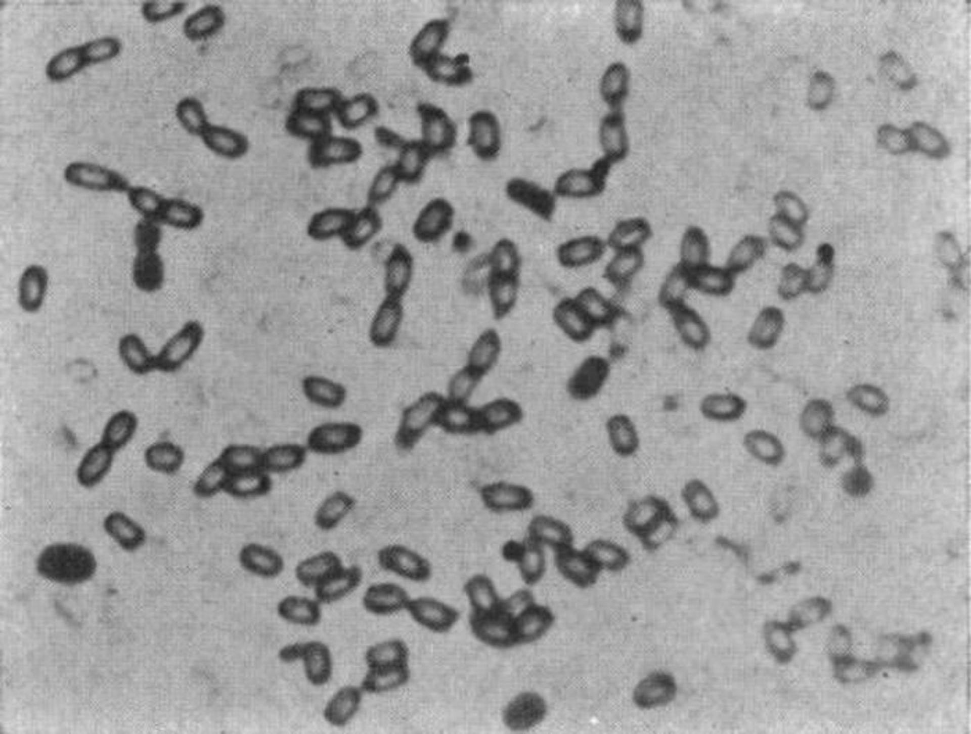 باکتری های فناناپذیر / Immortal bacteria