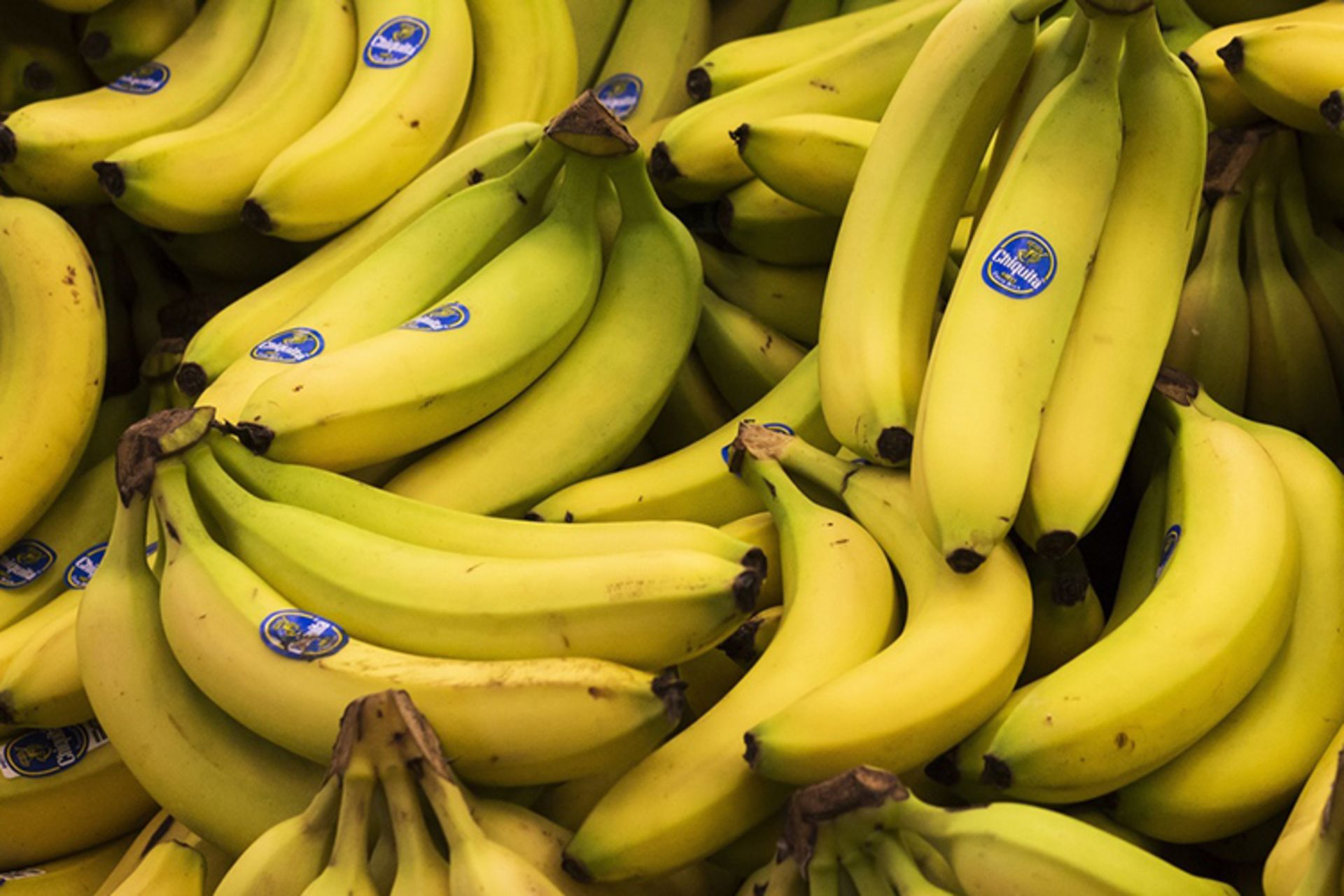 Cavendish Banana موز