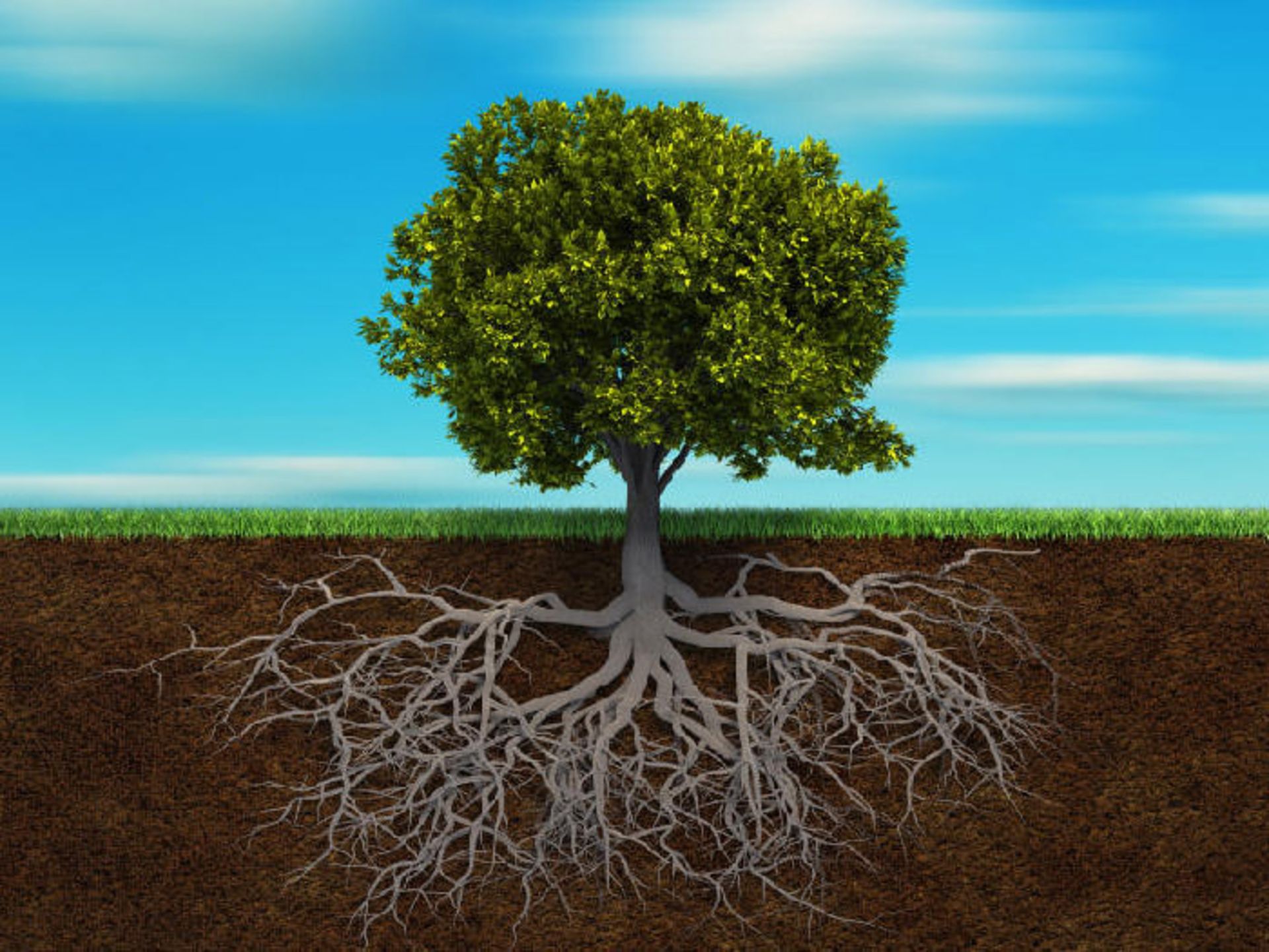 ریشه های عیق درختان / deep roots of trees