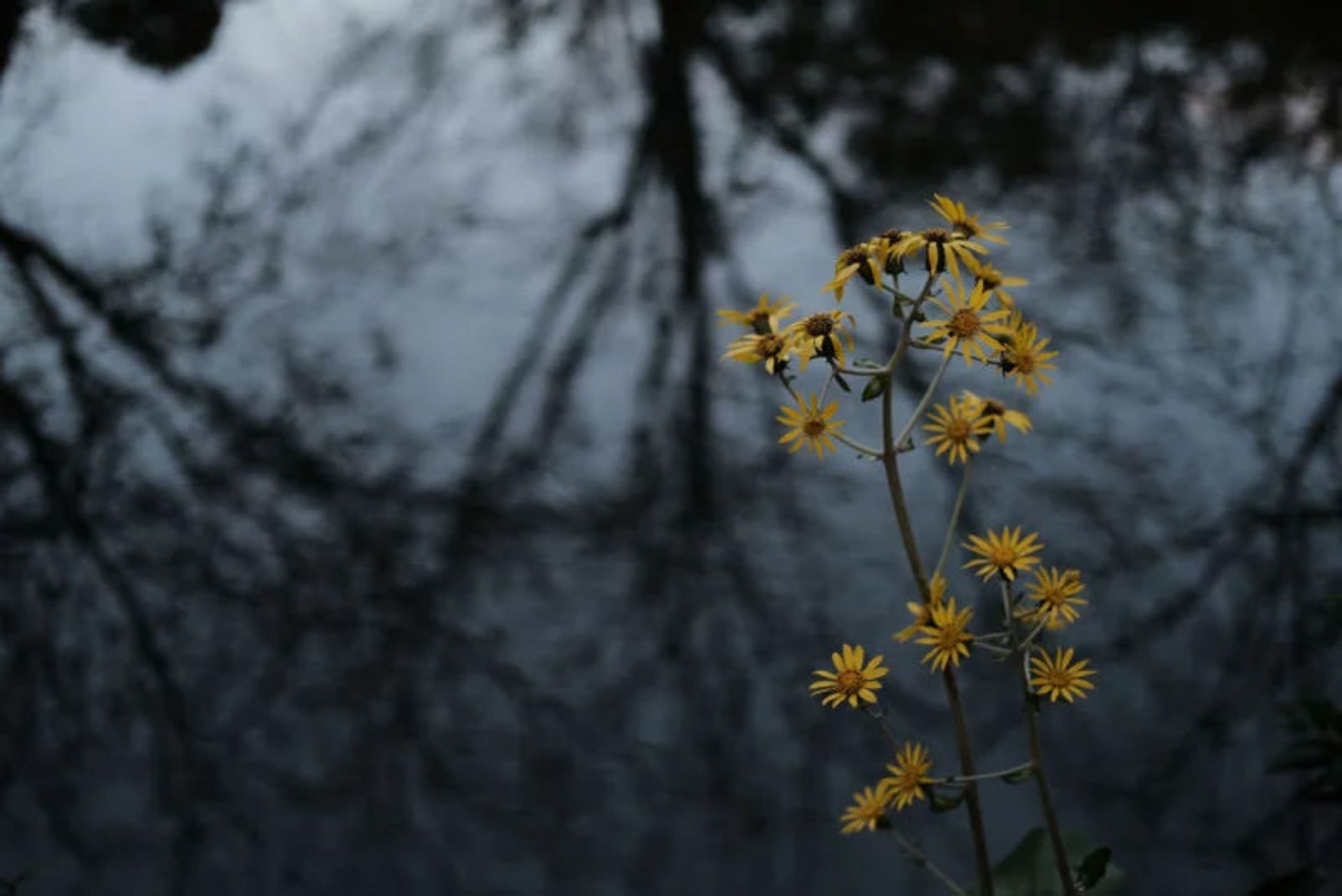 نمونه عکس دوربین فوجی فیلم X-T30