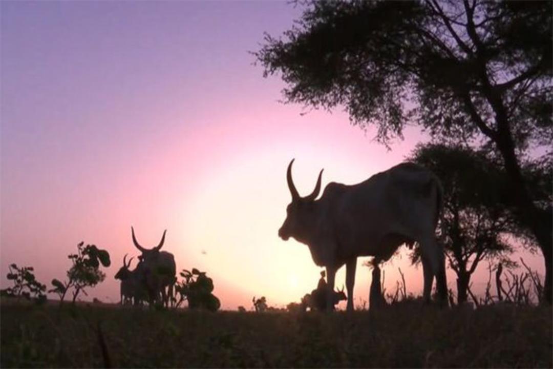 حیوان اصلاح ژنتیکی شده /gene-edited animal