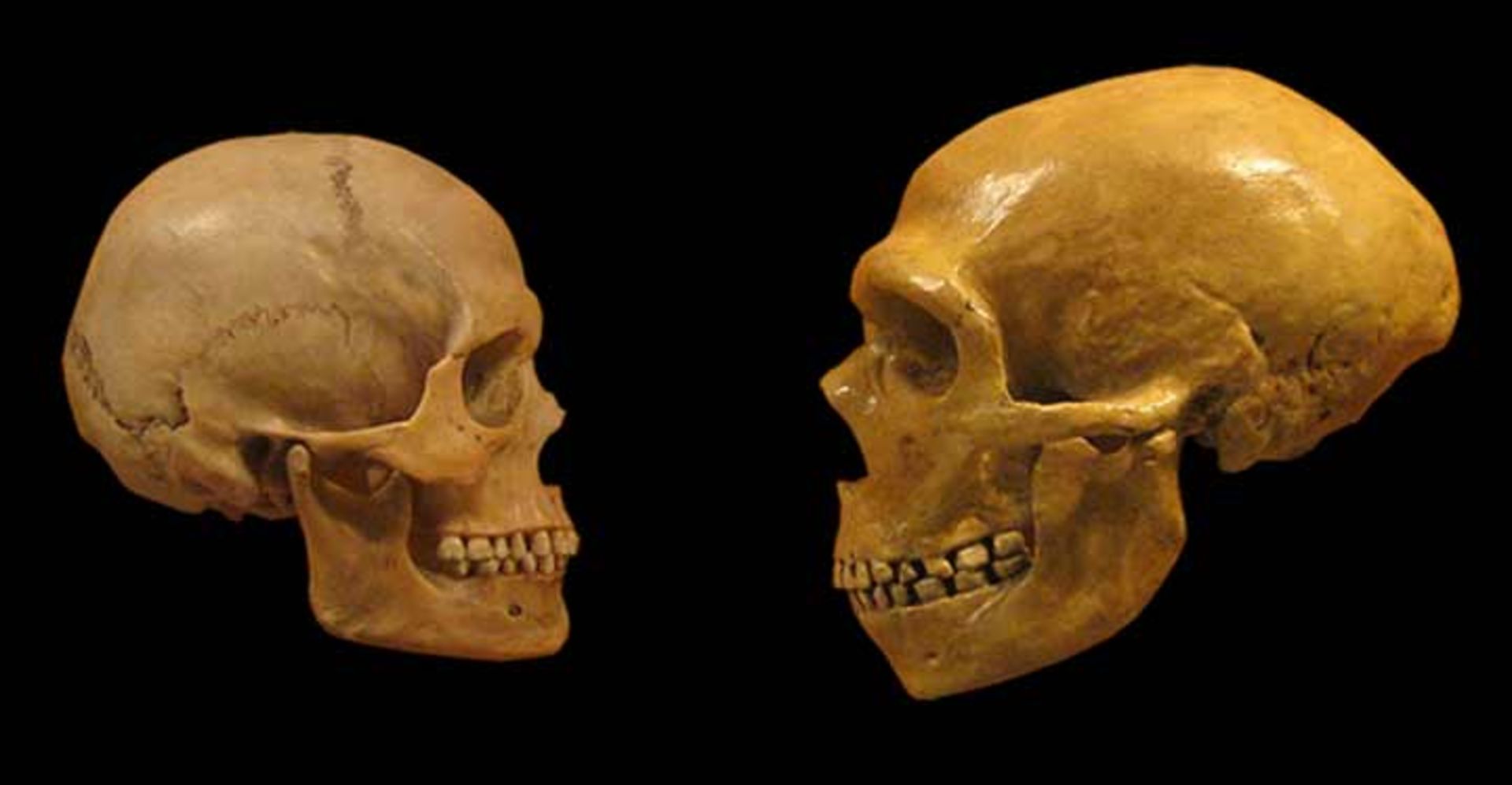 مرجع متخصصين ايران جمجمه انسان‌هاي مدرن يا هومو ساپينس‌ها (سمت چپ) در مقابل جمجمه نئاندرتال‌ها (سمت راست)