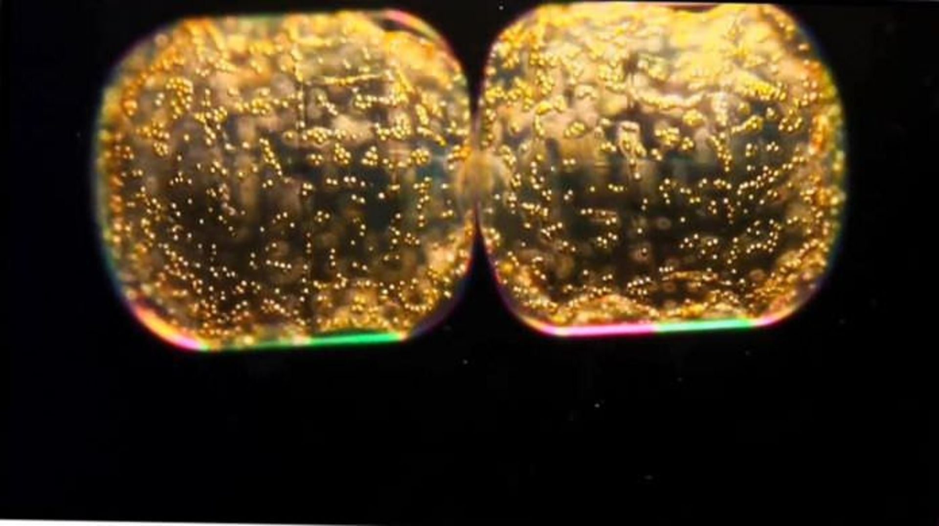 Phytoplankton / فیتوپلانکتون