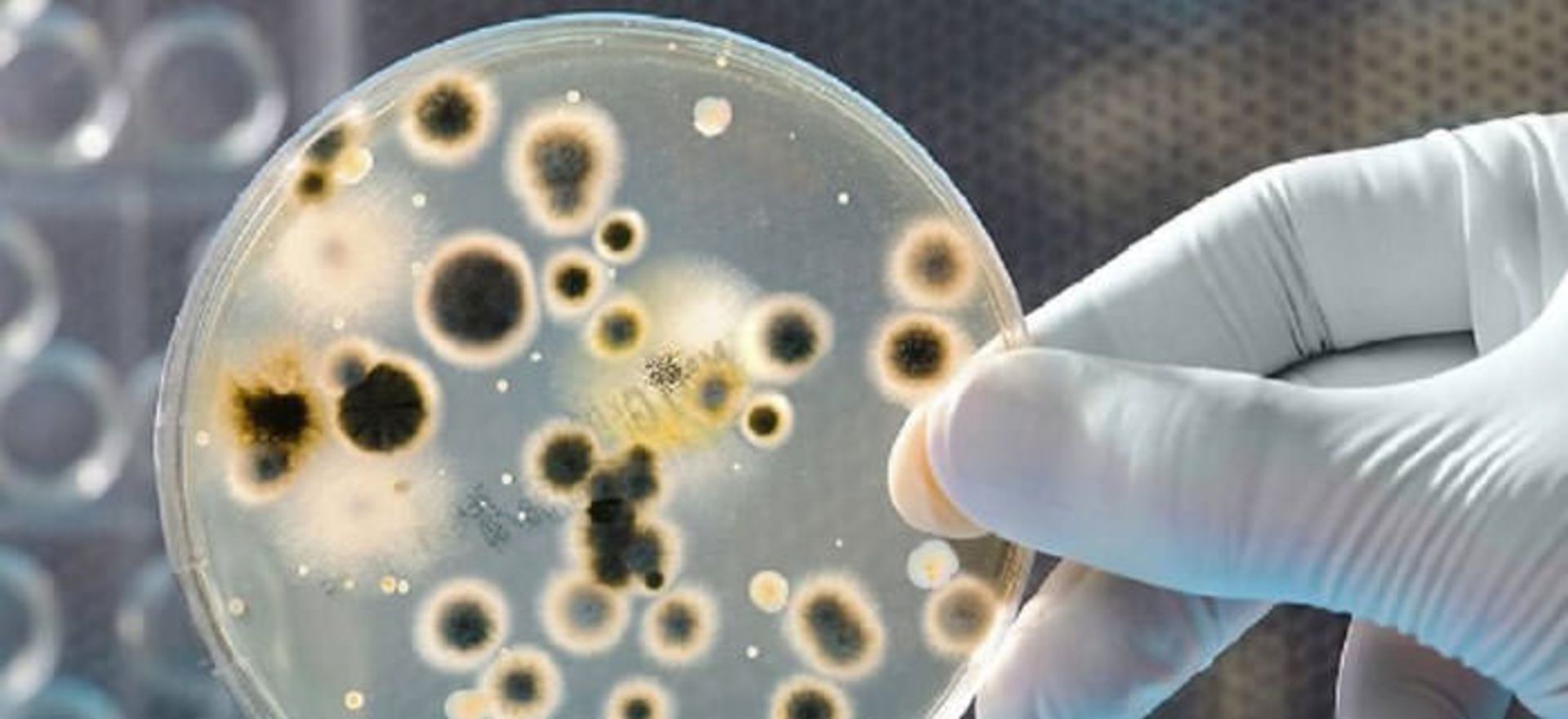باکتری های فناناپذیر / Immortal bacteria