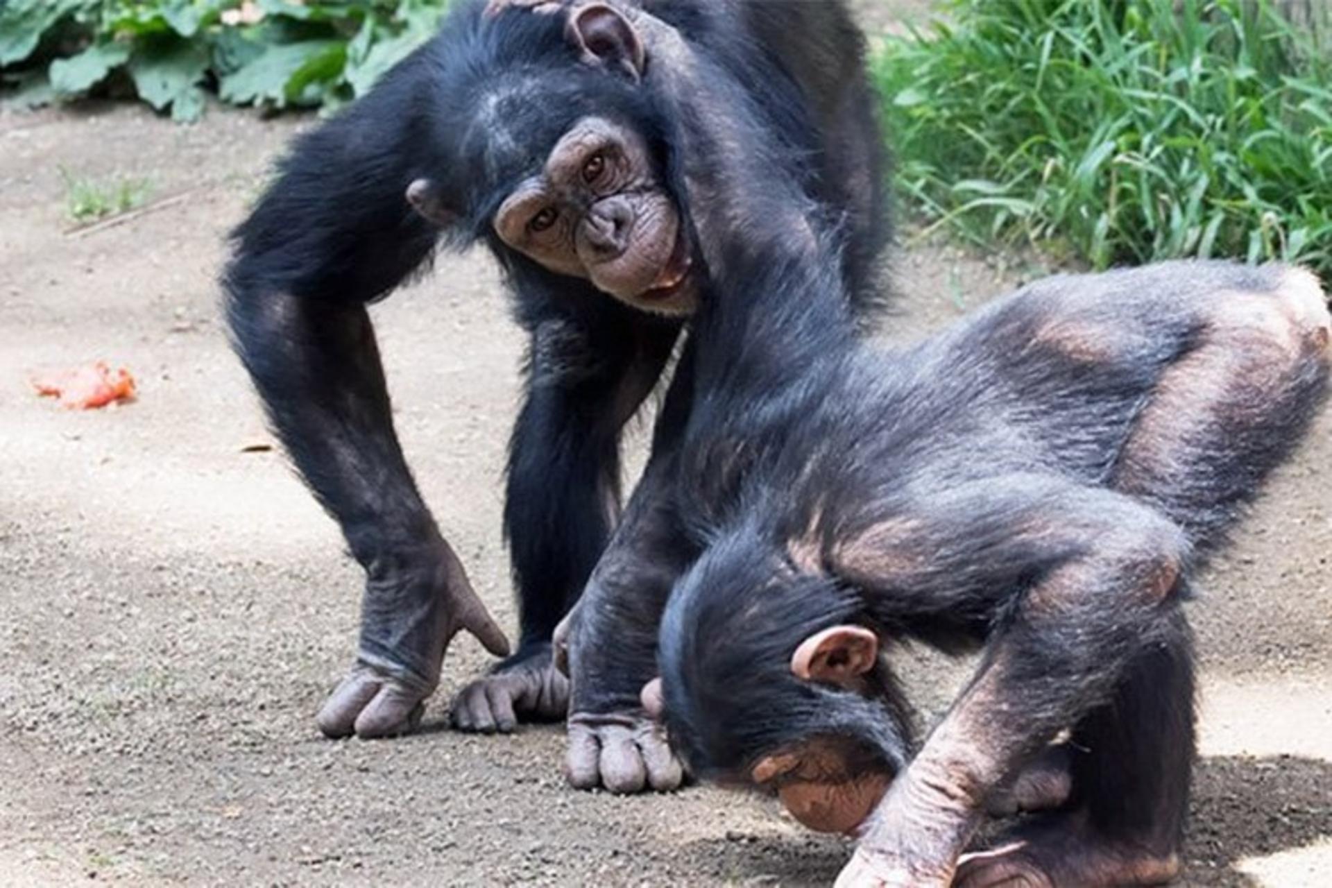 تشابه عجیب بین زبان ارتباطی شامپانزه و انسان
