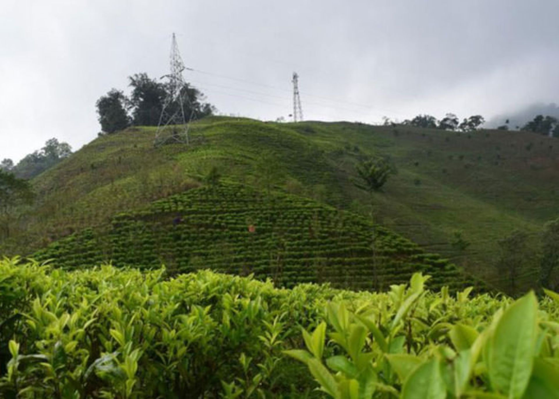 تأثیر تغییرات اقلیمی بر چای 