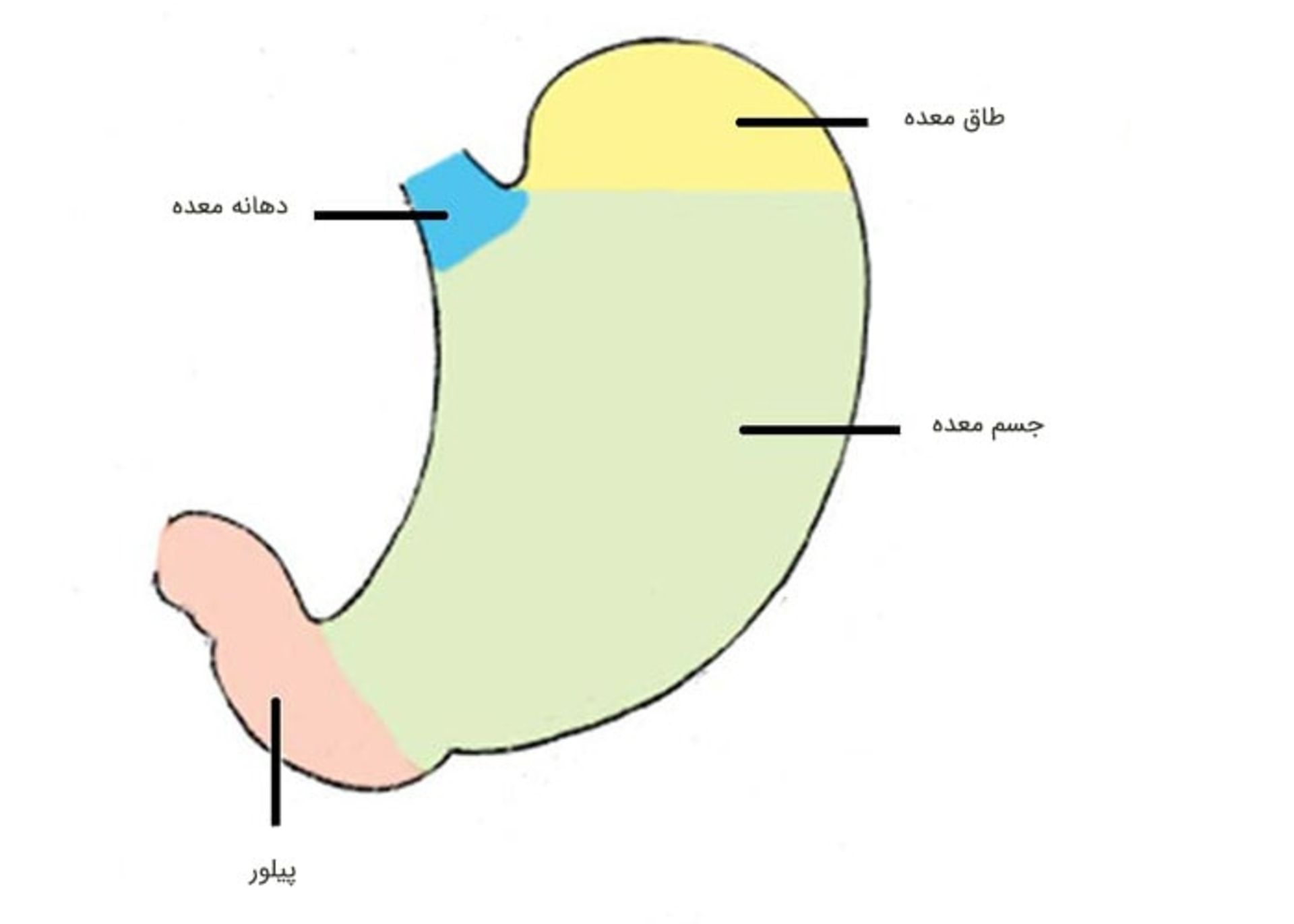 ساختار معده