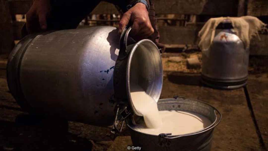 شیر در یک مزرعه در روسیه