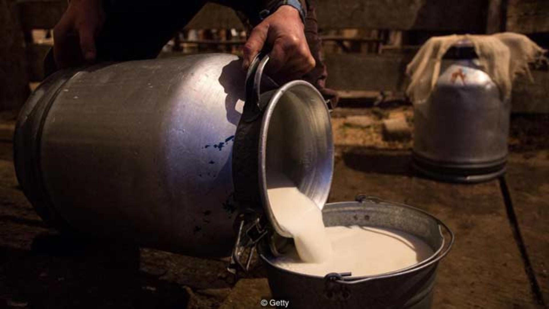 شیر در یک مزرعه در روسیه