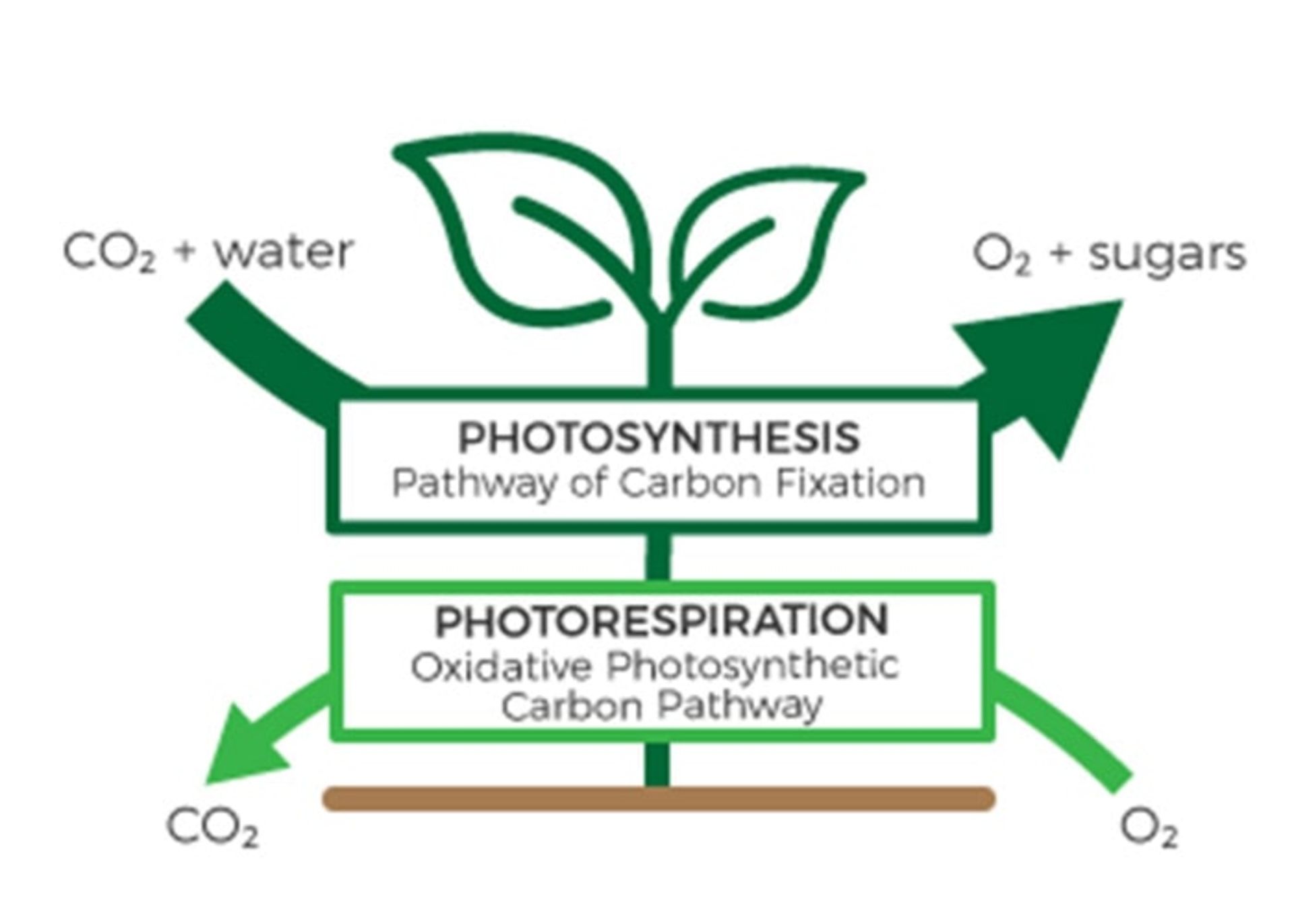 فتوسنتز و تنفس نوری