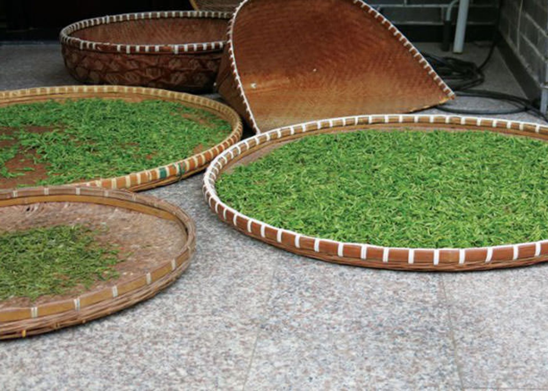 تأثیر تغییرات اقلیمی بر چای 