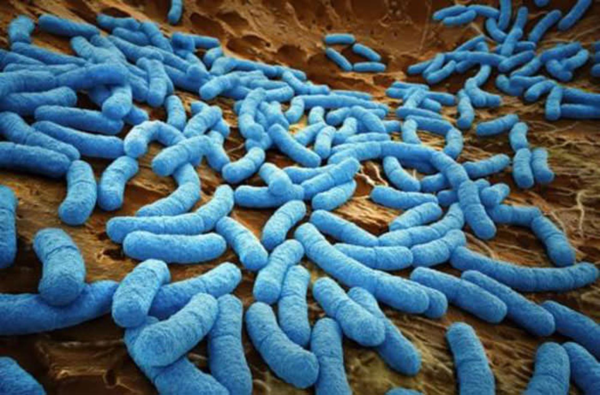 باکتری های فناناپذیر / Immortal bacteria