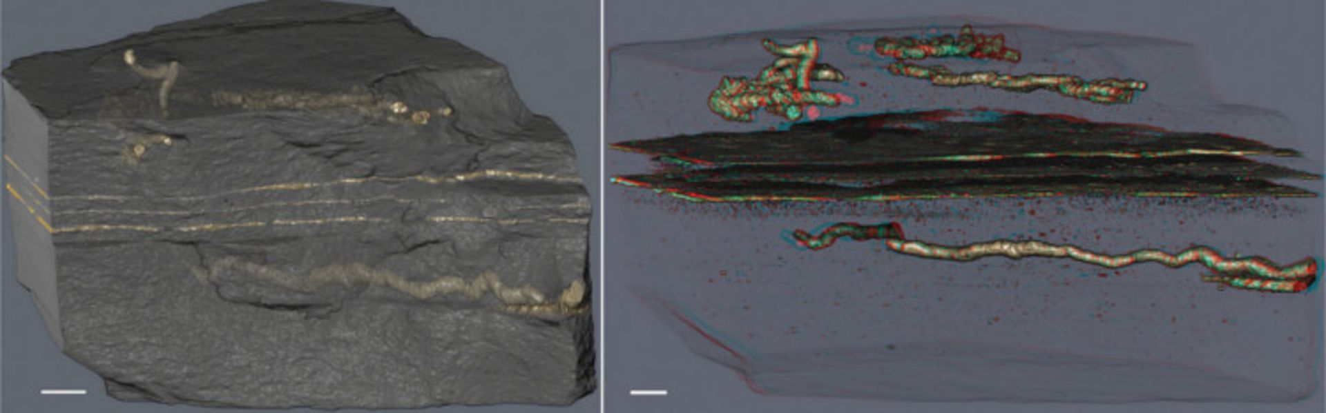 فسیل‌های کهن از جنبش حیاتی