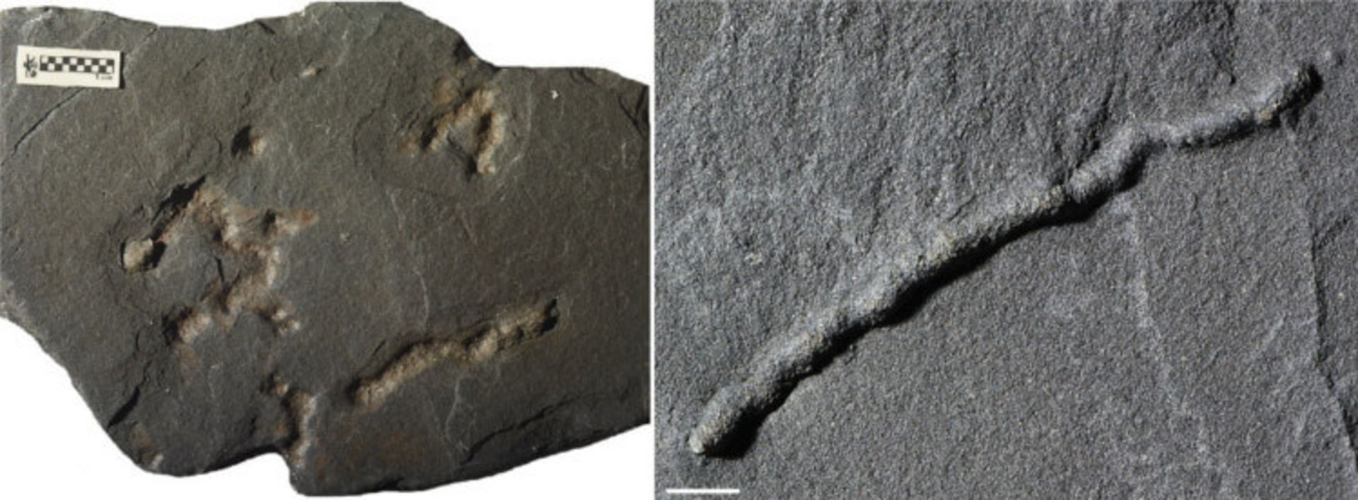 فسیل‌های کهن از جنبش حیاتی