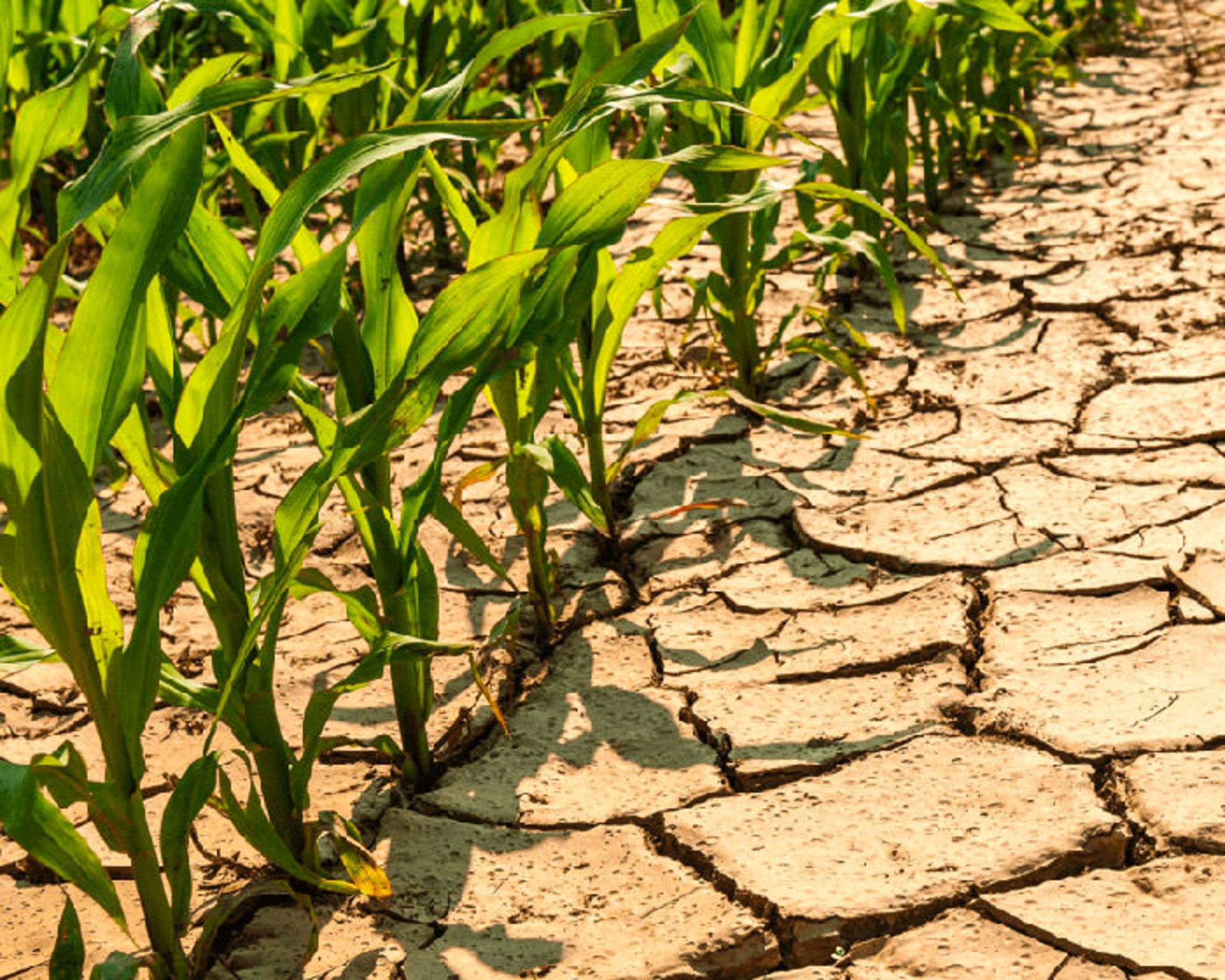 خشکسالی/ drought