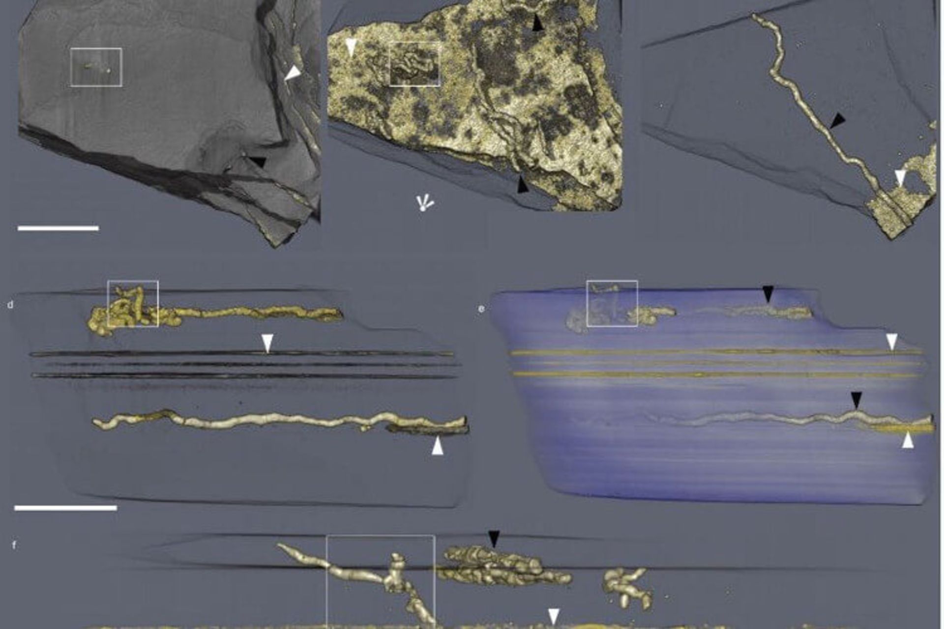 فسیل‌های کهن از جنبش حیاتی