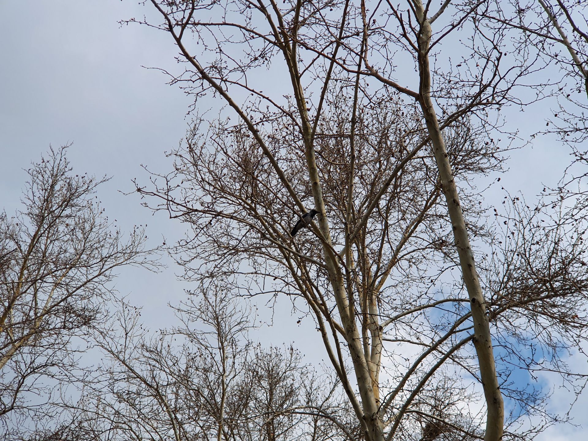 نمونه‌عکس‌های گلکسی اس ۱۰ پلاس