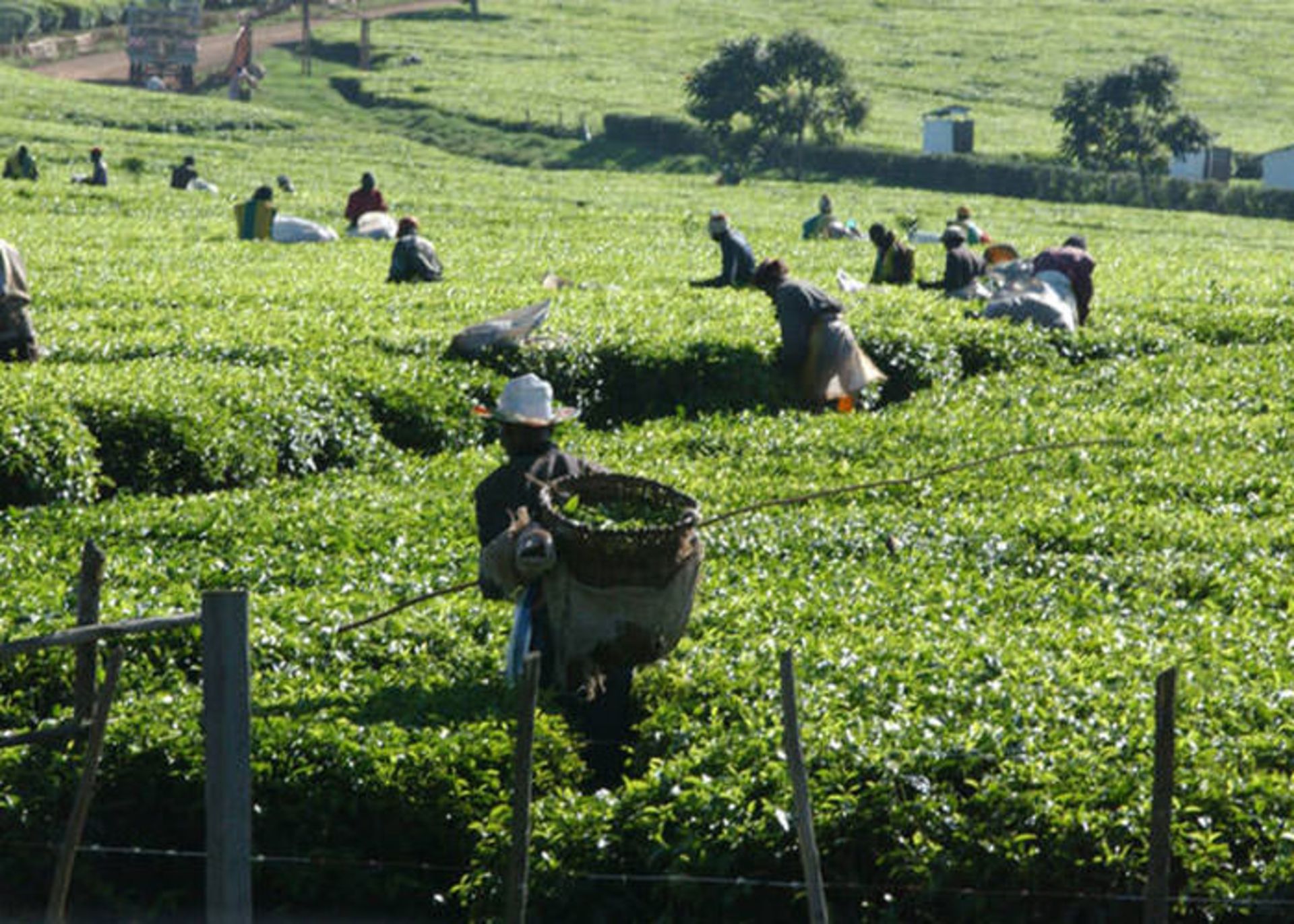 تأثیر تغییرات اقلیمی بر چای 