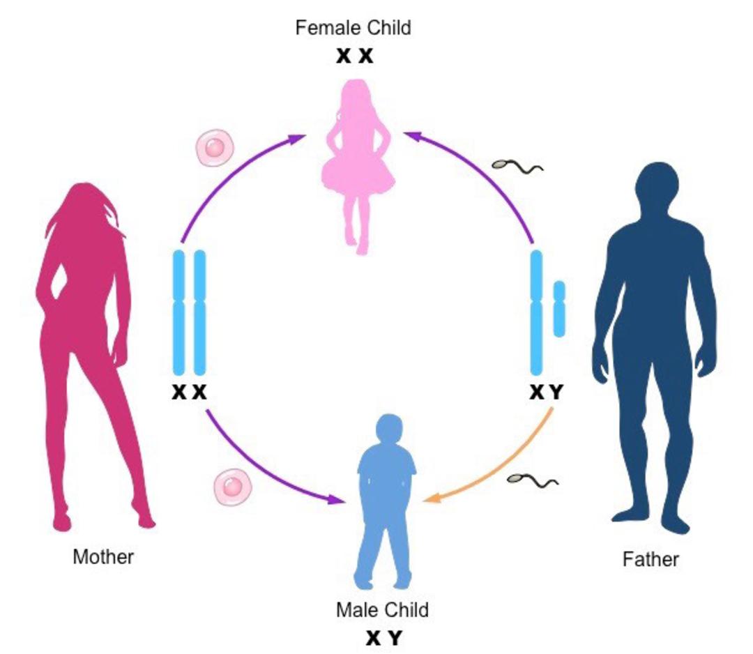تولید مثل / reproduction