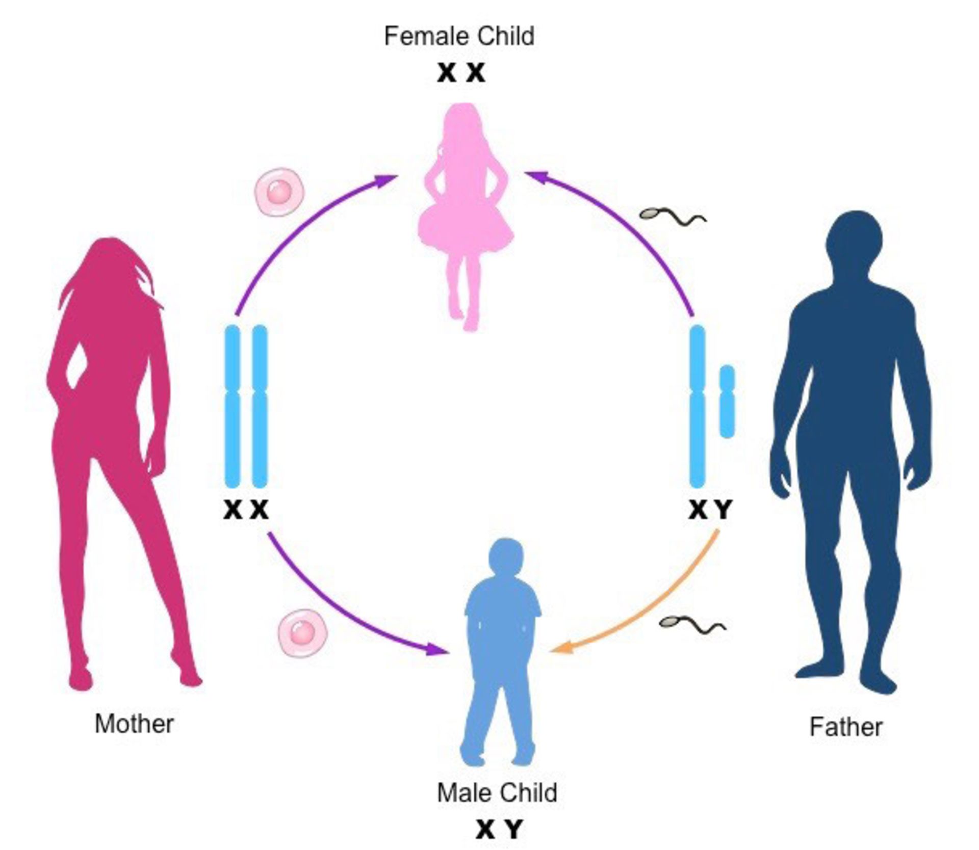 تولید مثل / reproduction