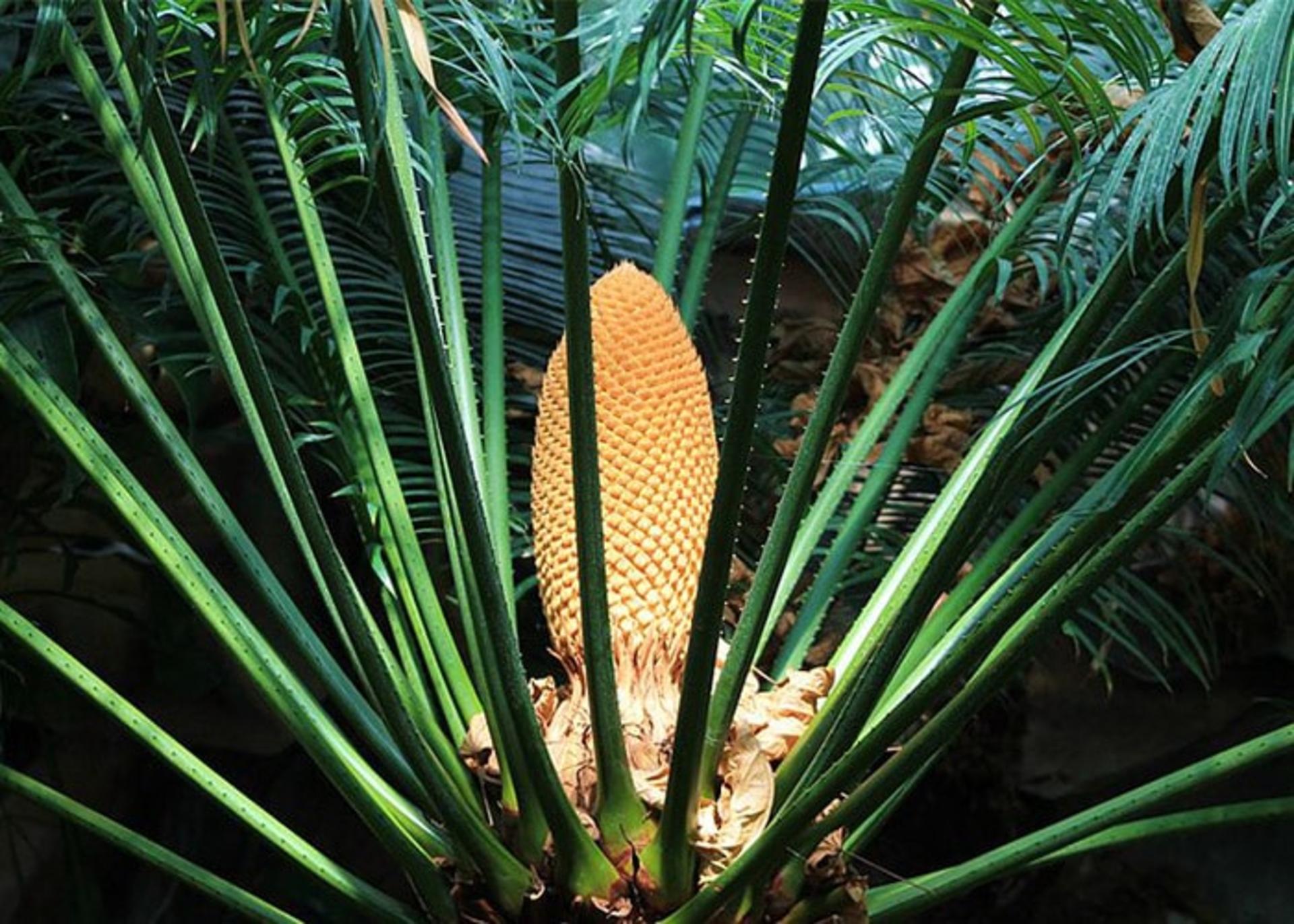 درخت سیکاد