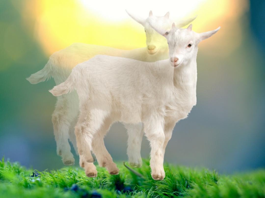 دوبینی