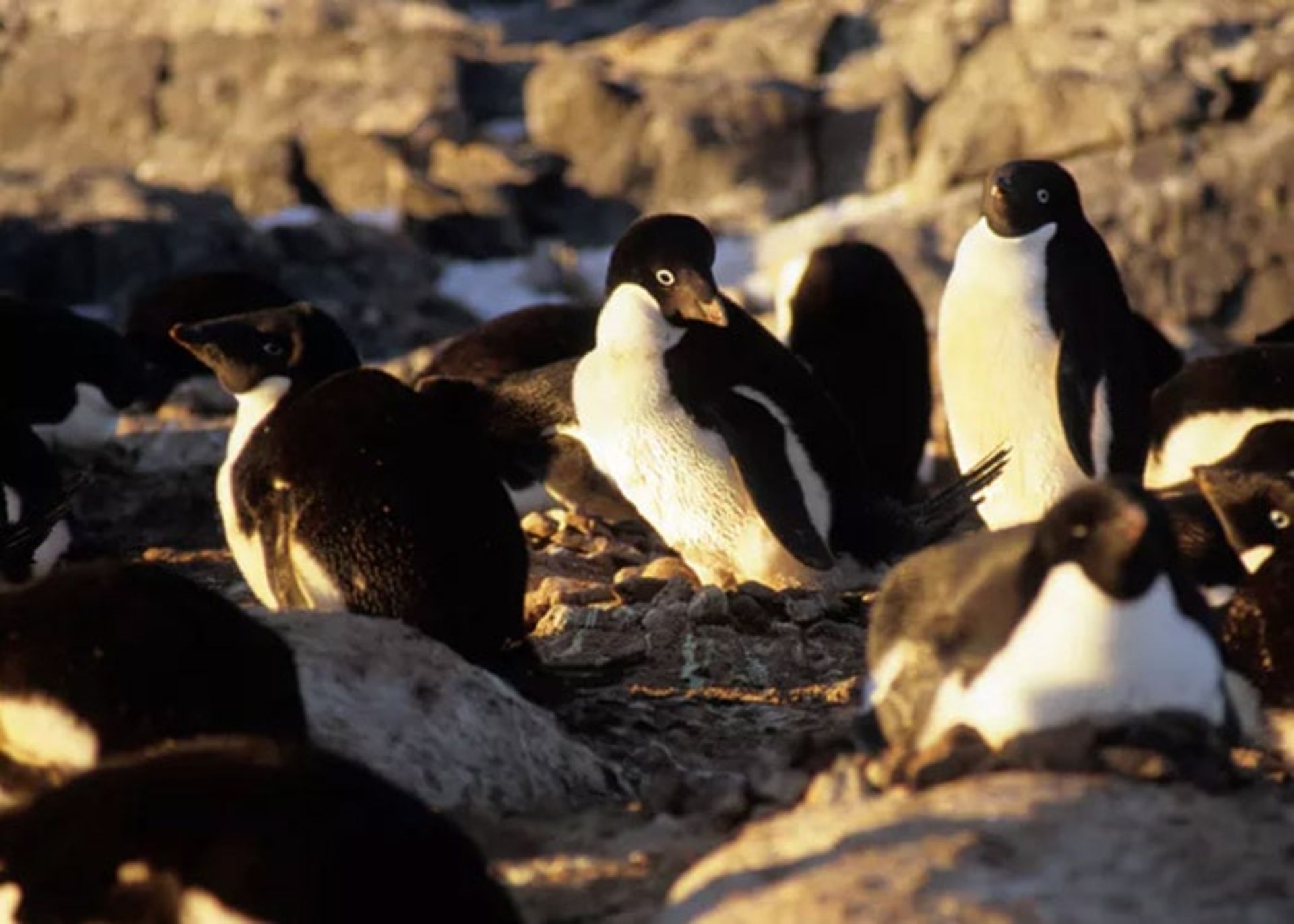 پنگوئن های آدلی