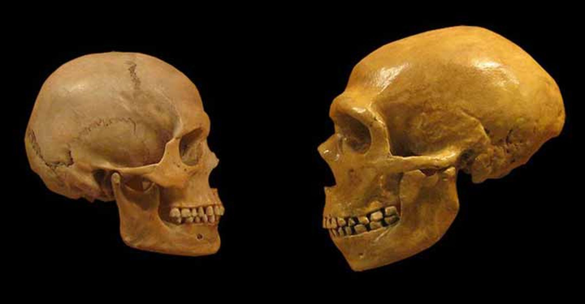 مقایسه جمجمه انسان مدرن (سمت چپ) با جمجمه یک نئاندرتال (سمت راست)