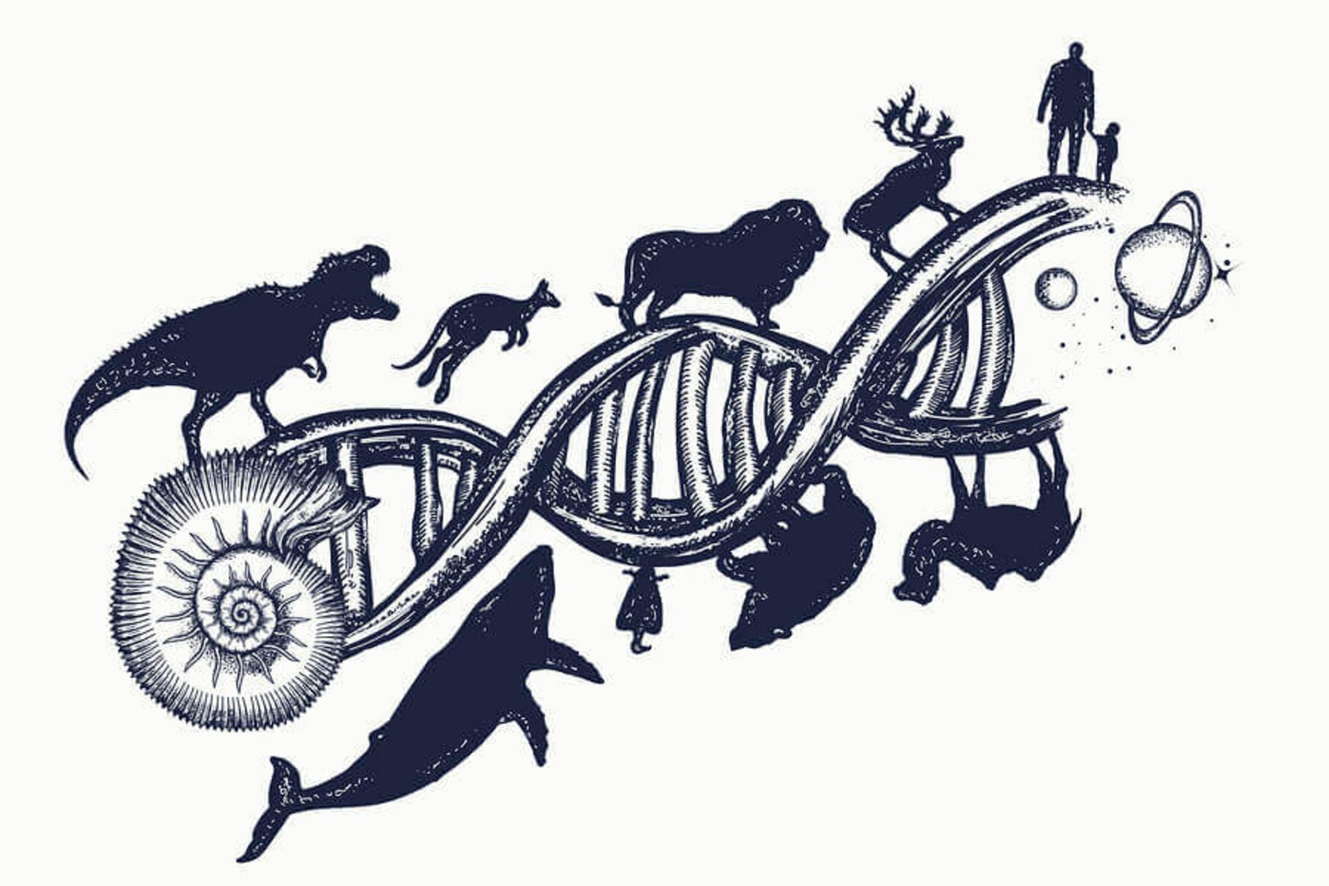 تکامل / evolution