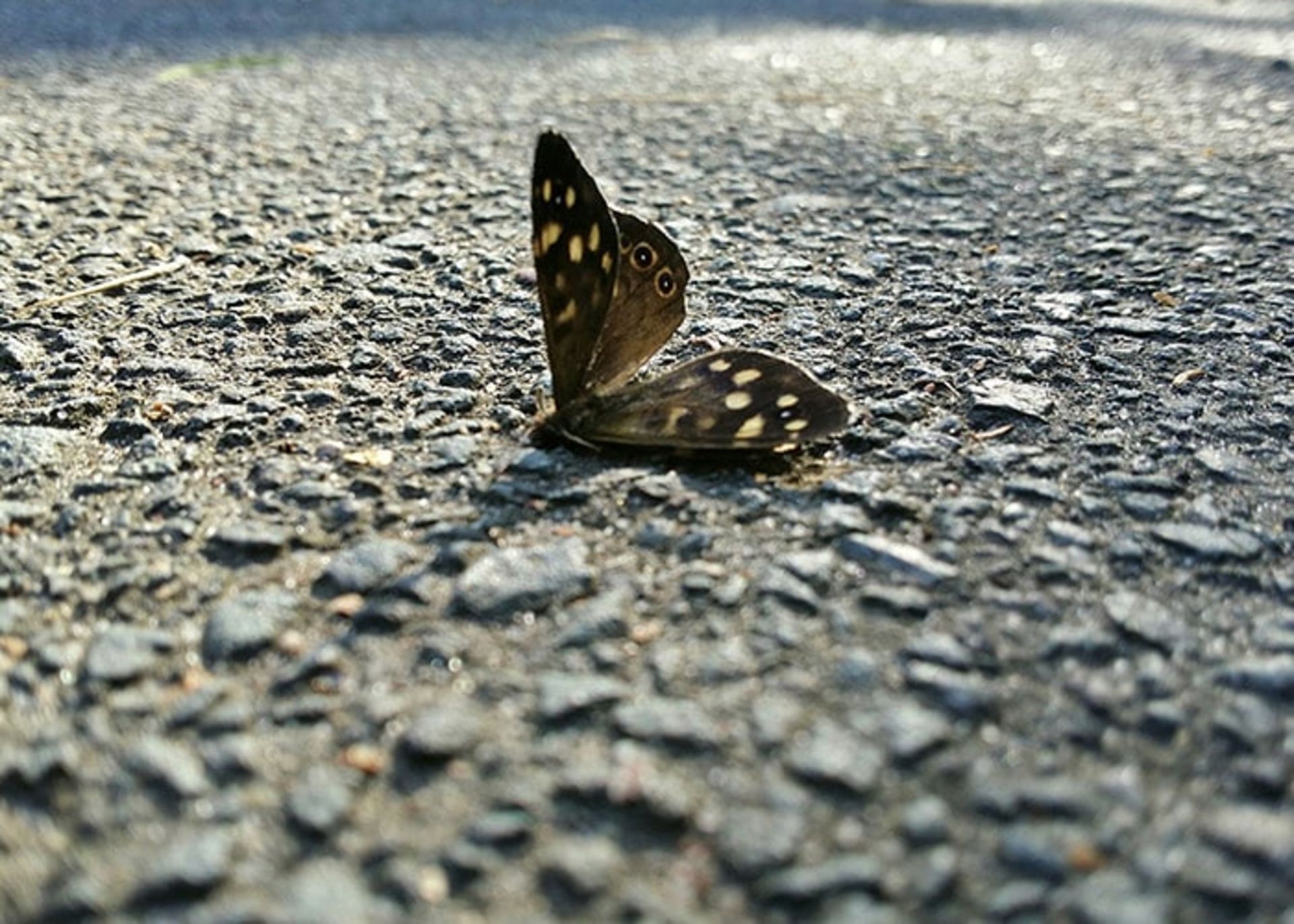 انقراض حشرات