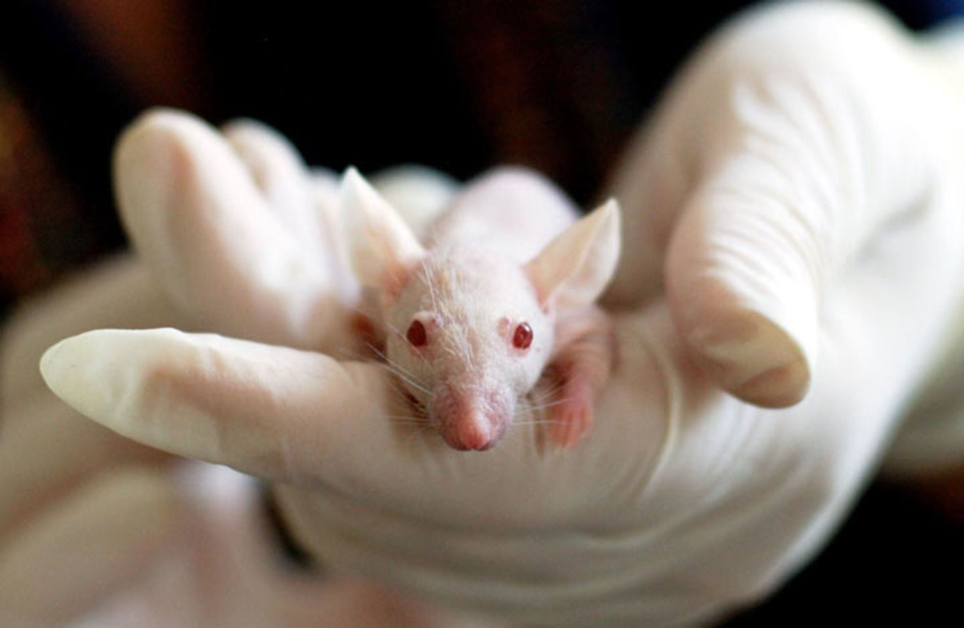  تومورهای بافت عصبی شوانوما در موش‌های نری