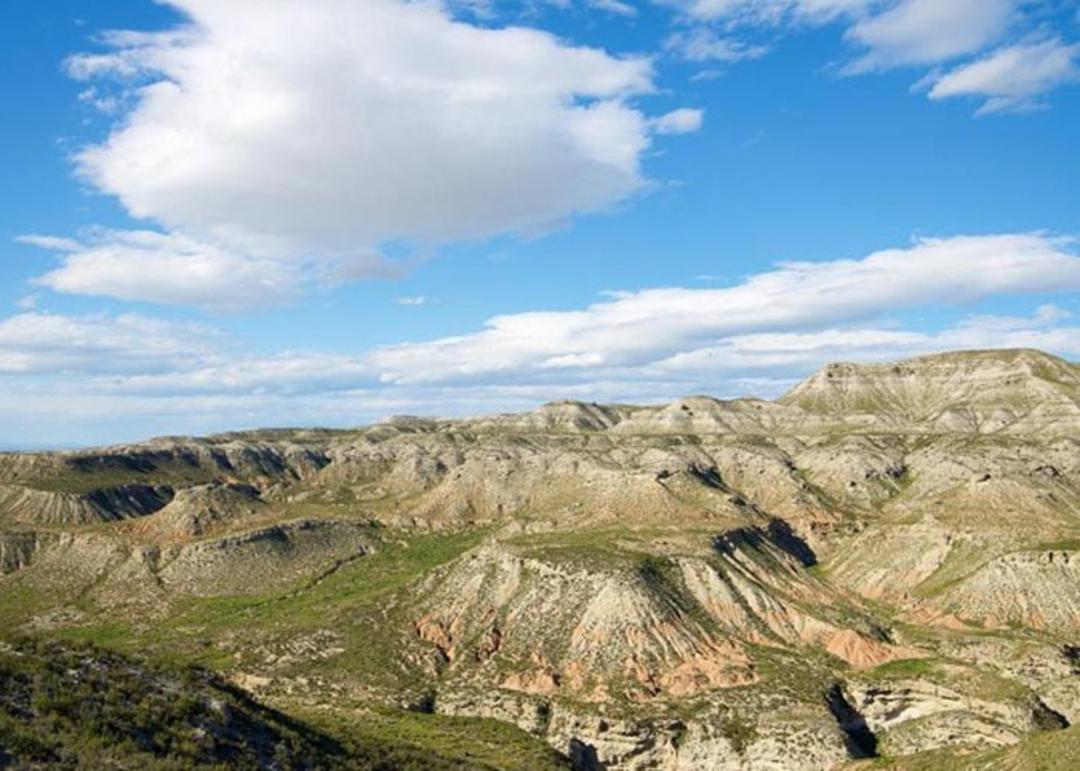 احیای جنگل