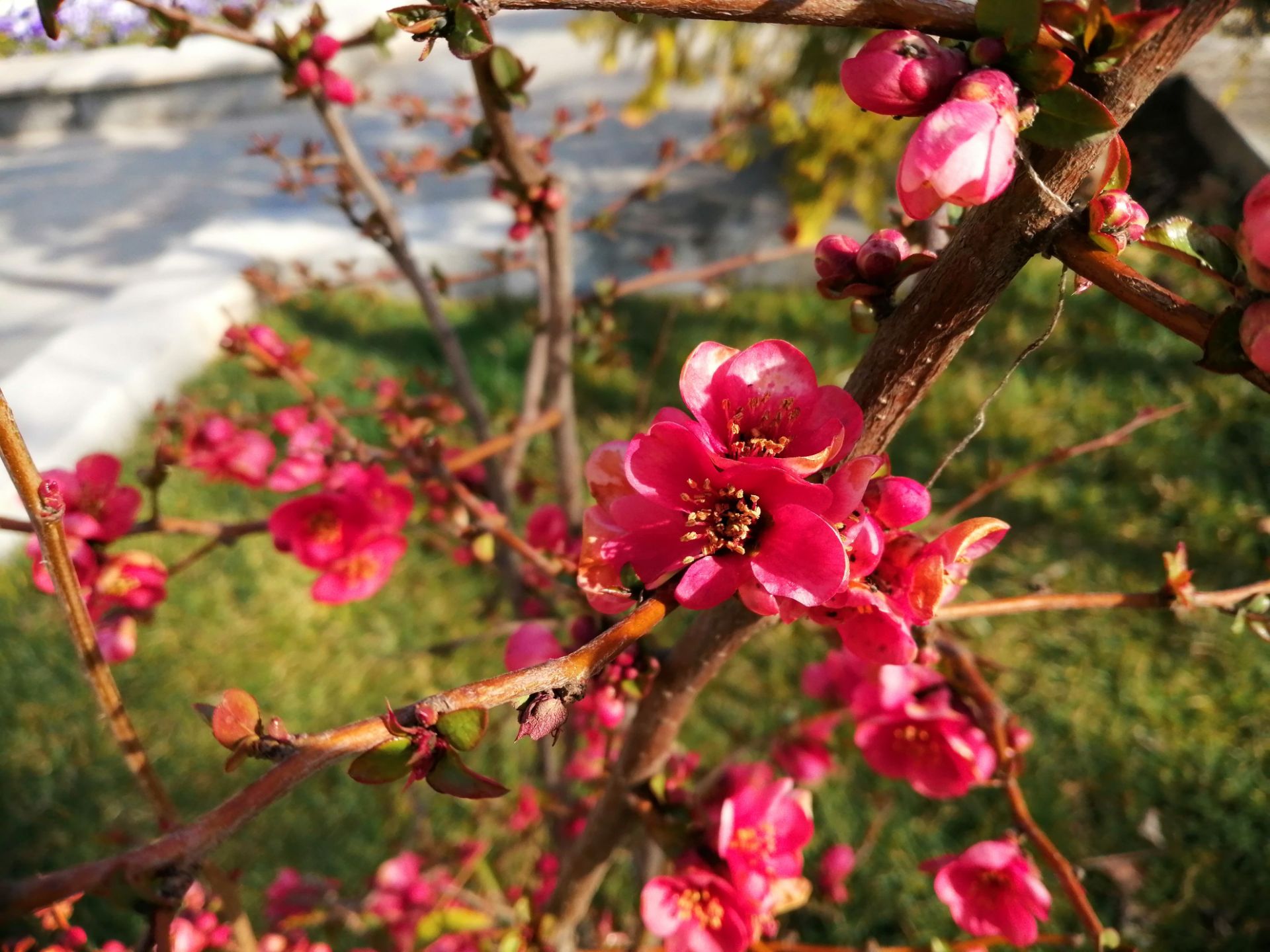 نمونه‌عکس هواوی Y9 2019